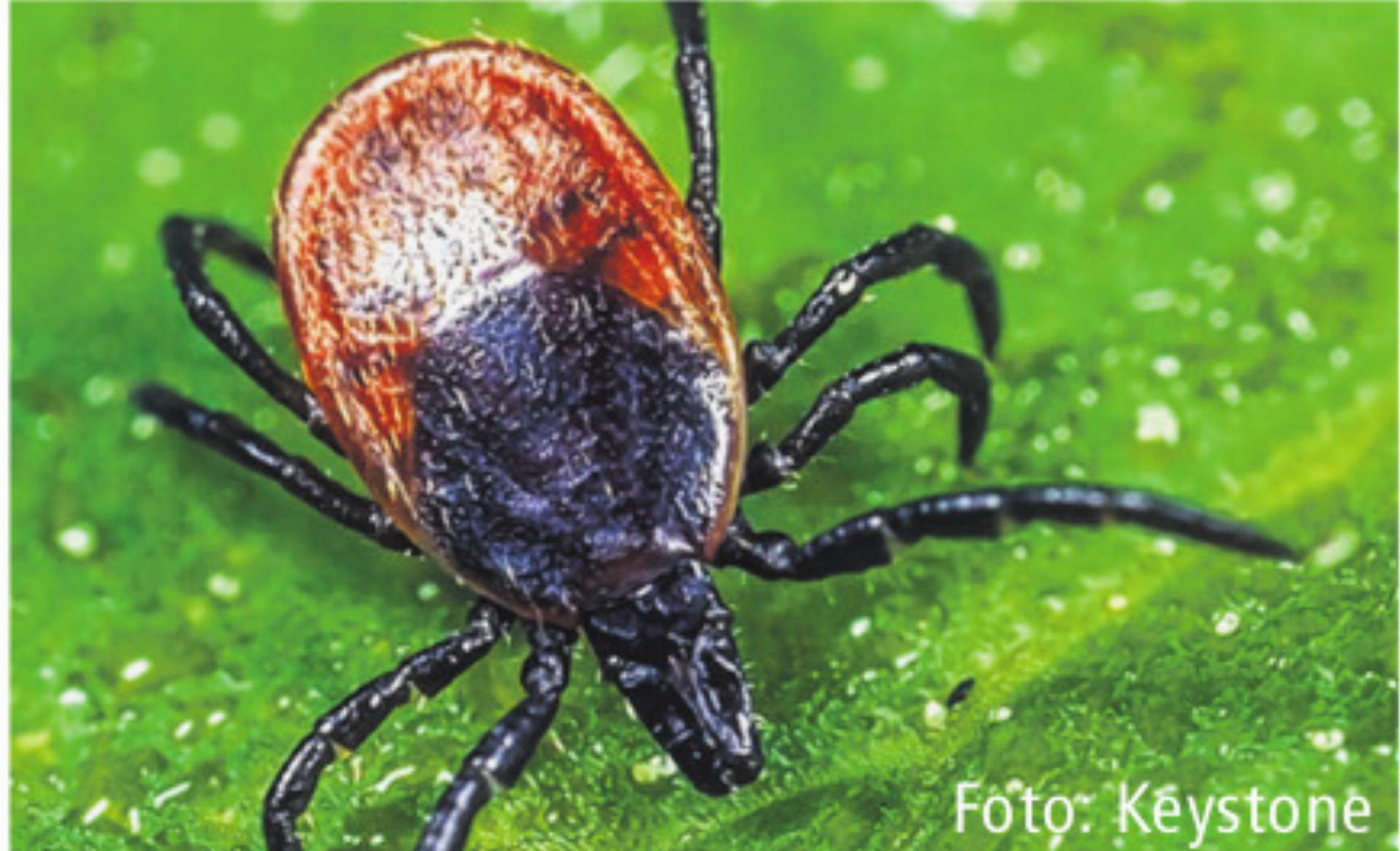 Zeckenstiche: Unfallmeldungen nehmen zu - Das Bild wird blockiert. – Möglicherweise durch einen aktiven Adblocker.