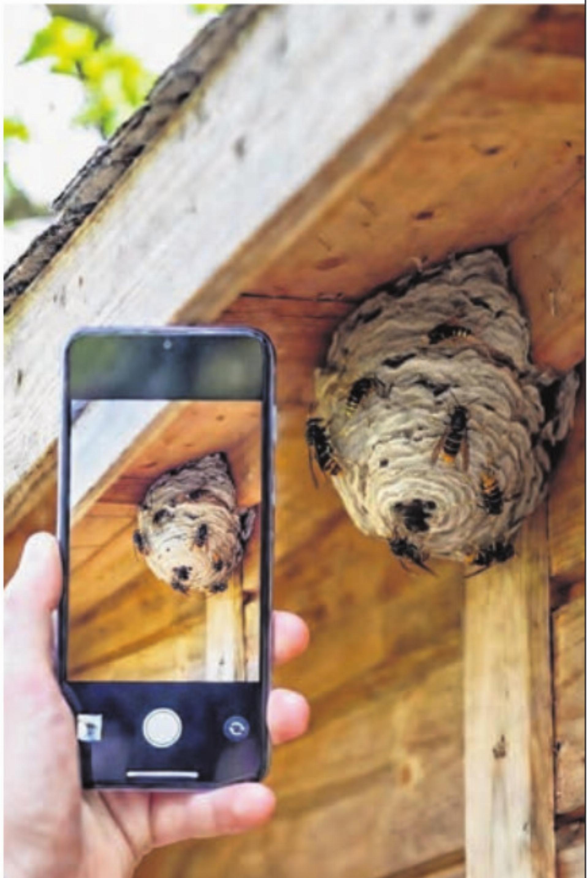 Jetzt Nester bekämpfen – solange es noch einfach ist - Das Bild wird blockiert. – Möglicherweise durch einen aktiven Adblocker.