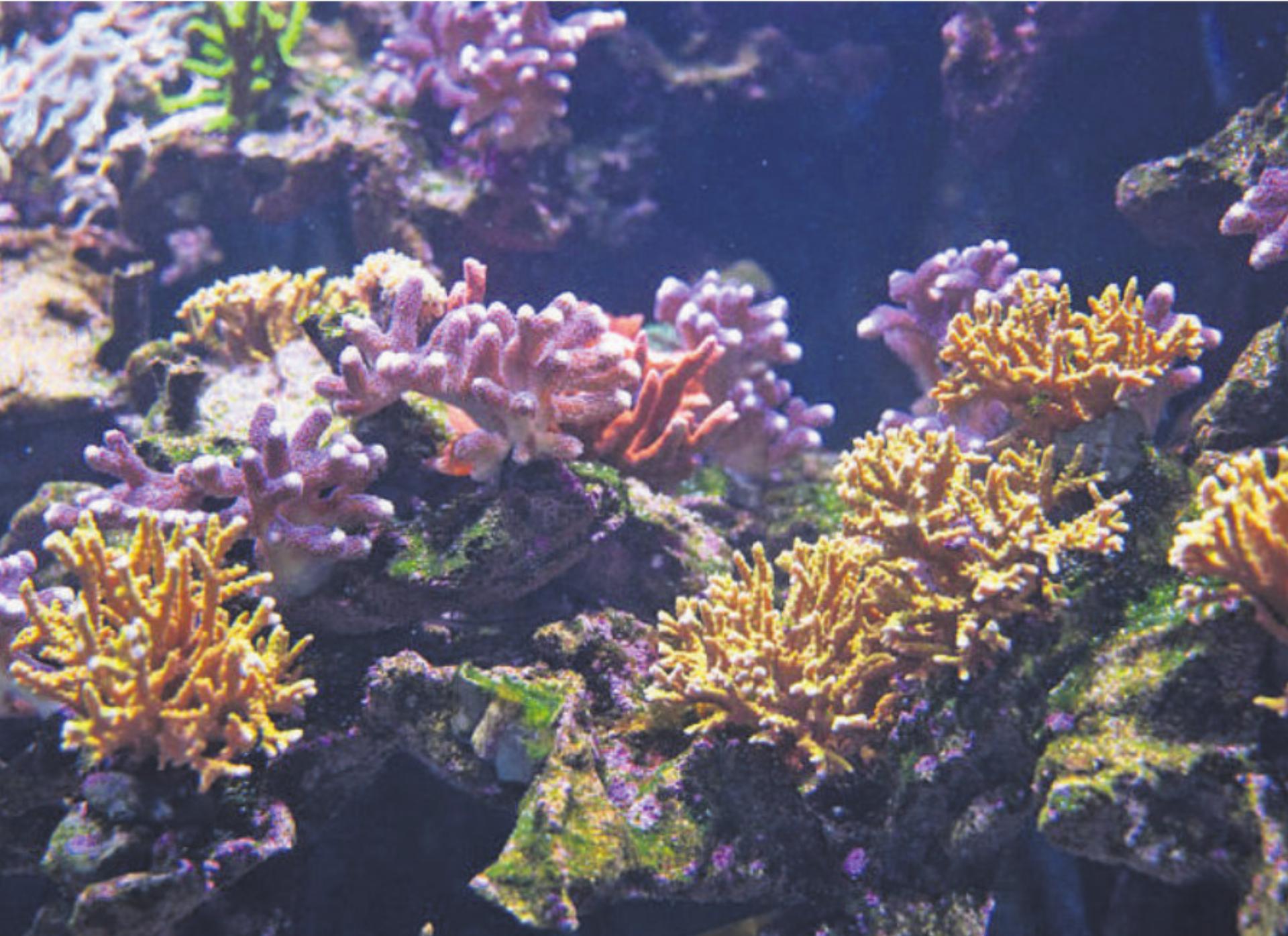 Lebensraum «Korallenriff» komplettiert - Das Bild wird blockiert. – Möglicherweise durch einen aktiven Adblocker.