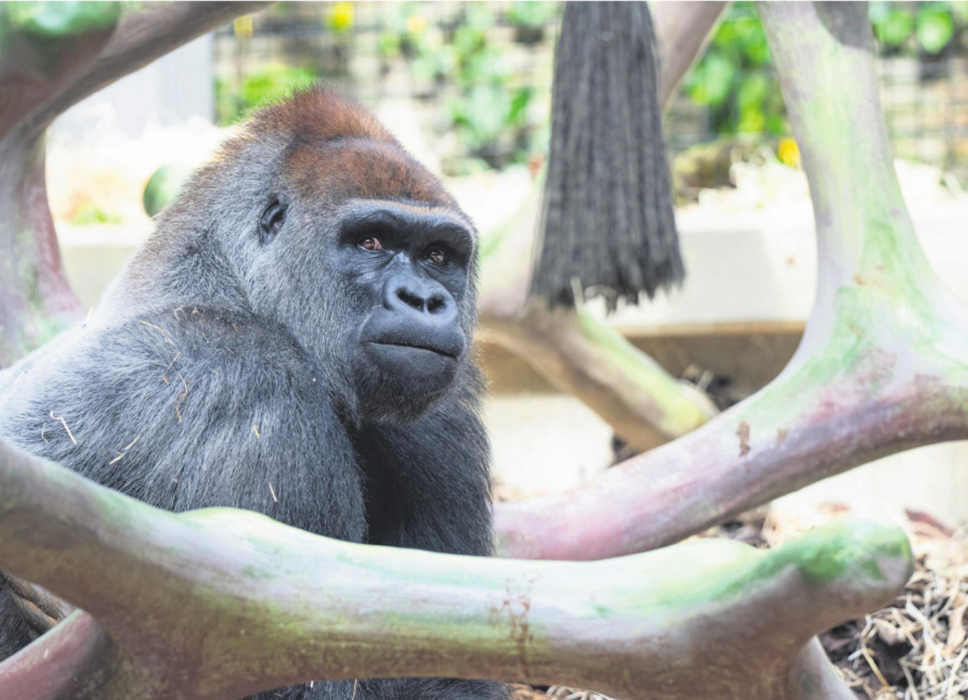 Neuer Silberrücken im Zolli - Das Bild wird blockiert. – Möglicherweise durch einen aktiven Adblocker.