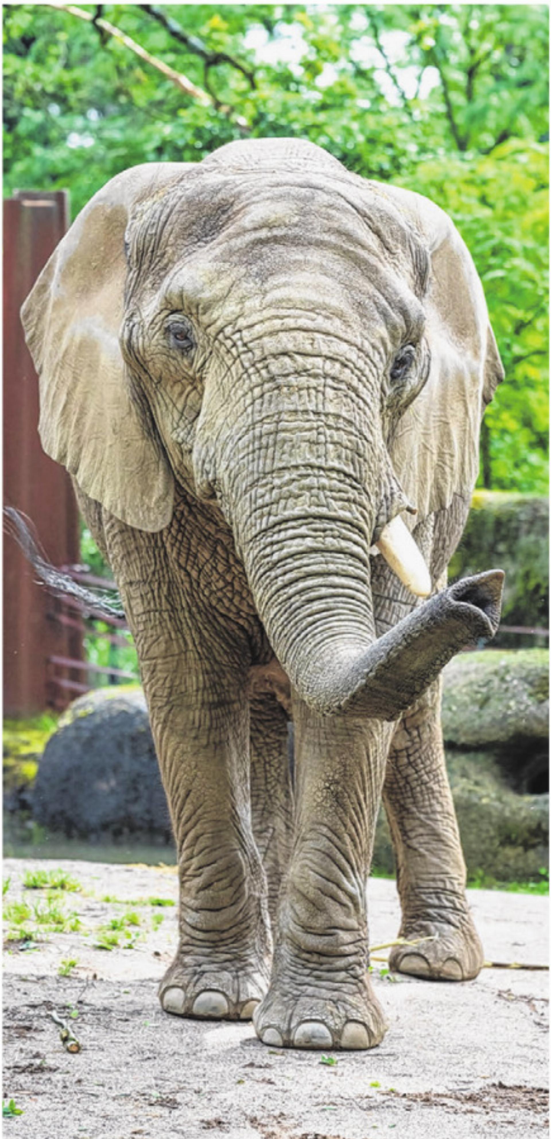 Abschied von den Elefantenkühen - Das Bild wird blockiert. – Möglicherweise durch einen aktiven Adblocker.