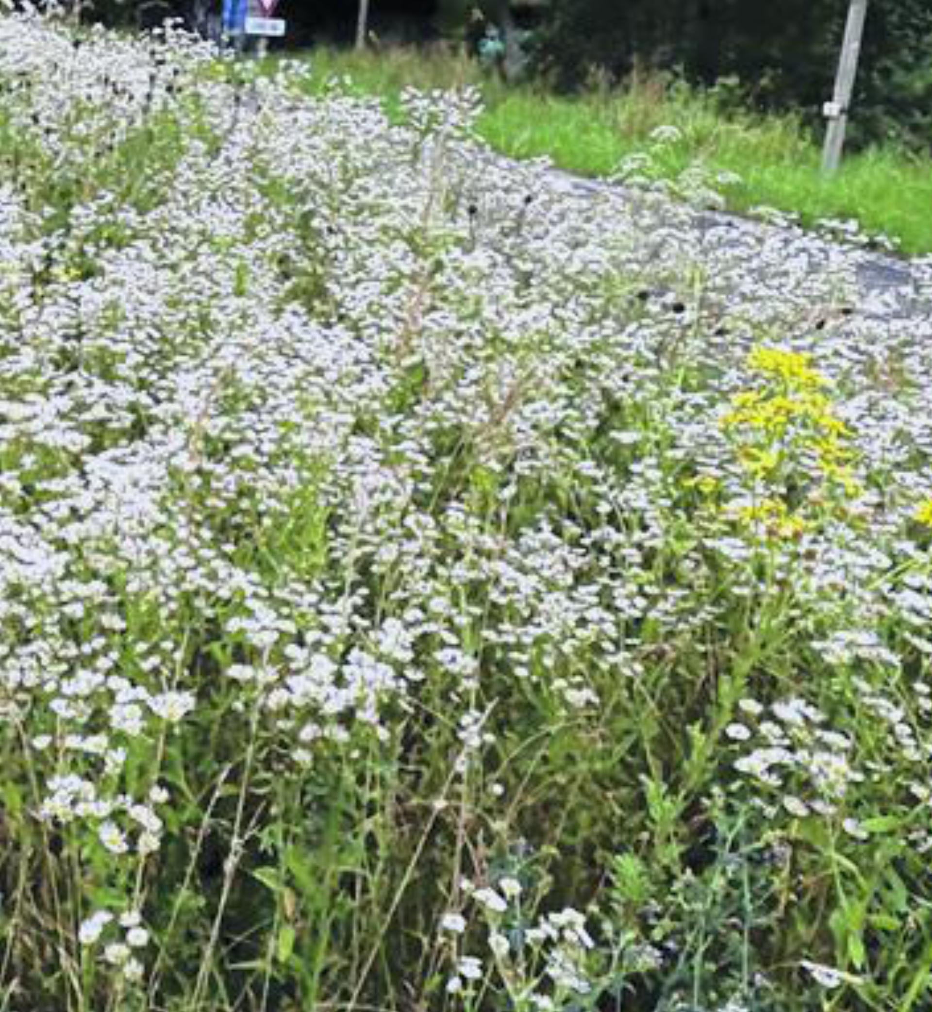 Neophytensäcke: Gemeinsam gegen invasive Pflanzen