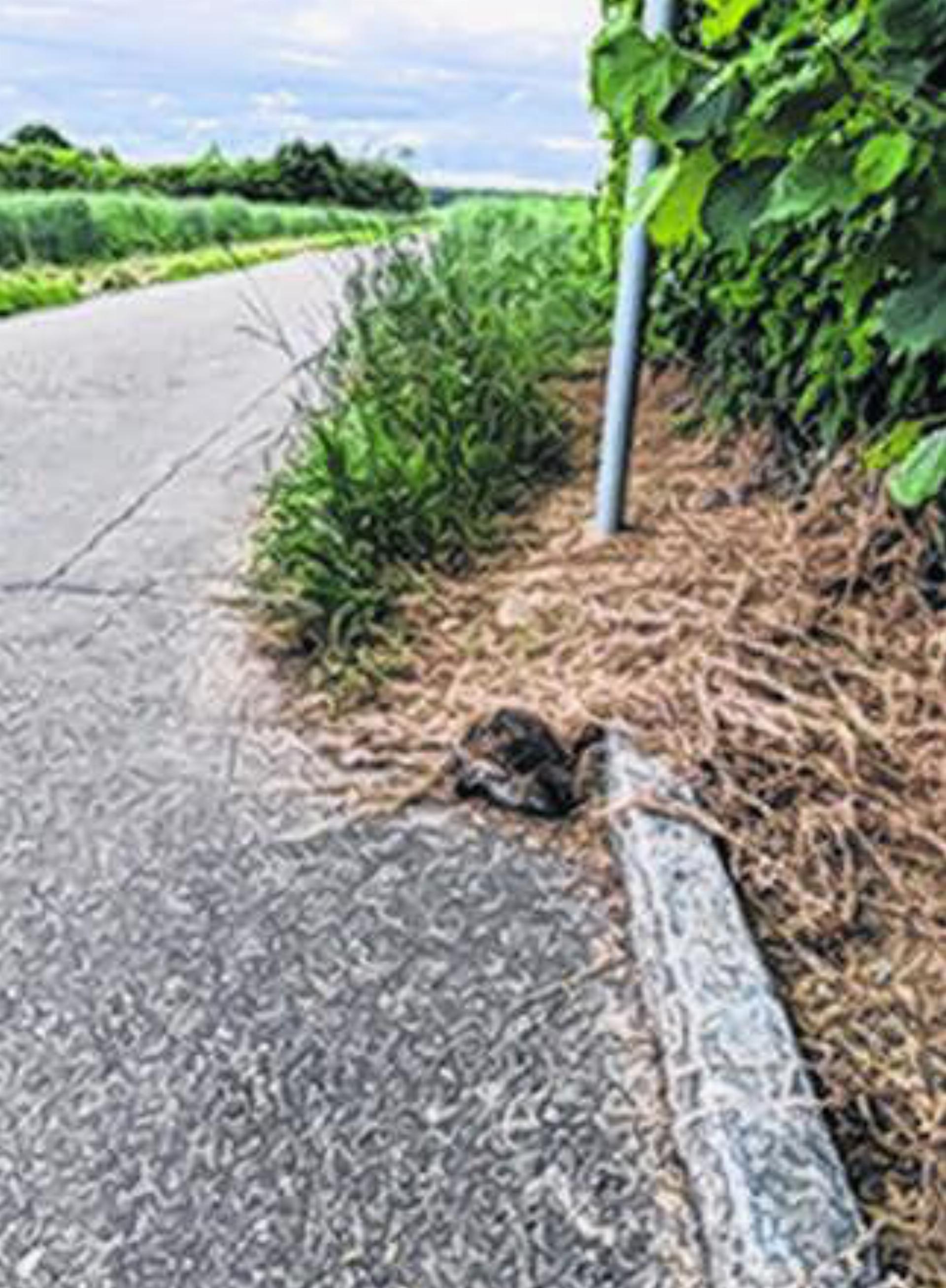 Ein toter Igel – ein Mahnmal am Feldweg