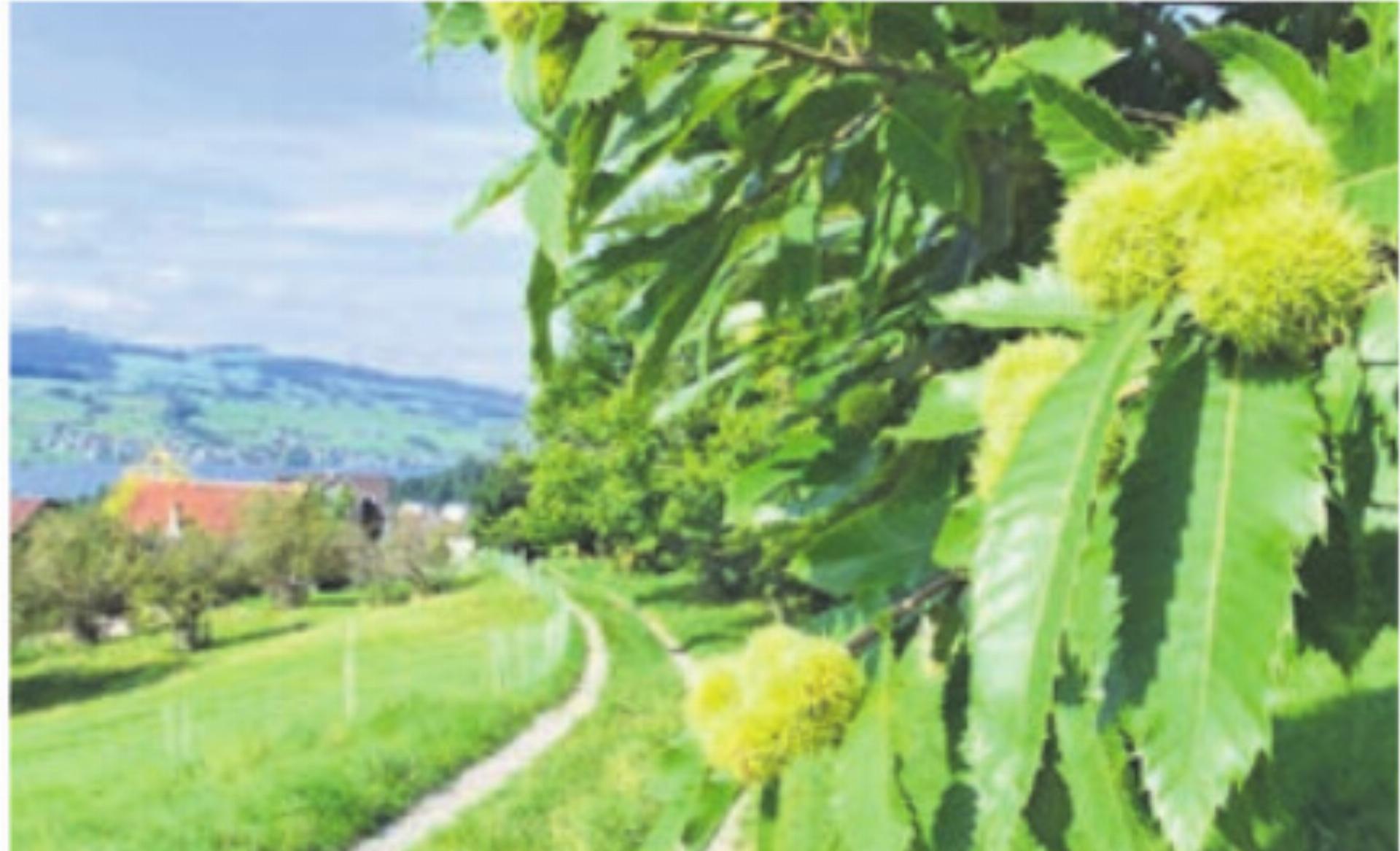 Marroni, heissi Marroni: Chestene-Chilbi Greppen - Das Bild wird blockiert. – Möglicherweise durch einen aktiven Adblocker.