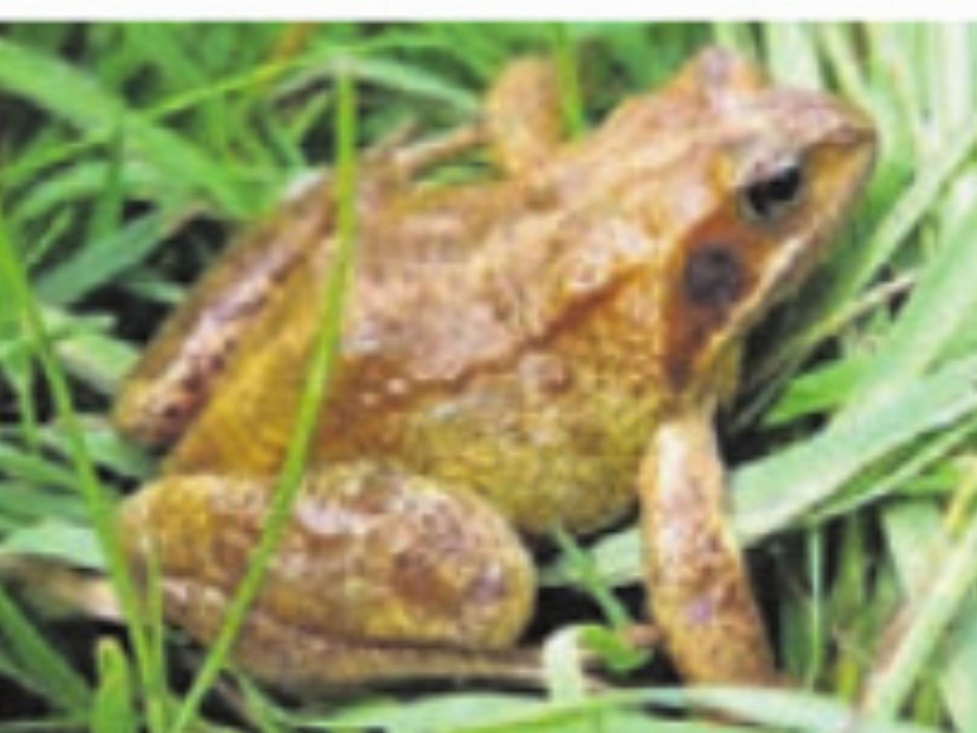 Amphibienwanderung - Das Bild wird blockiert. – Möglicherweise durch einen aktiven Adblocker.