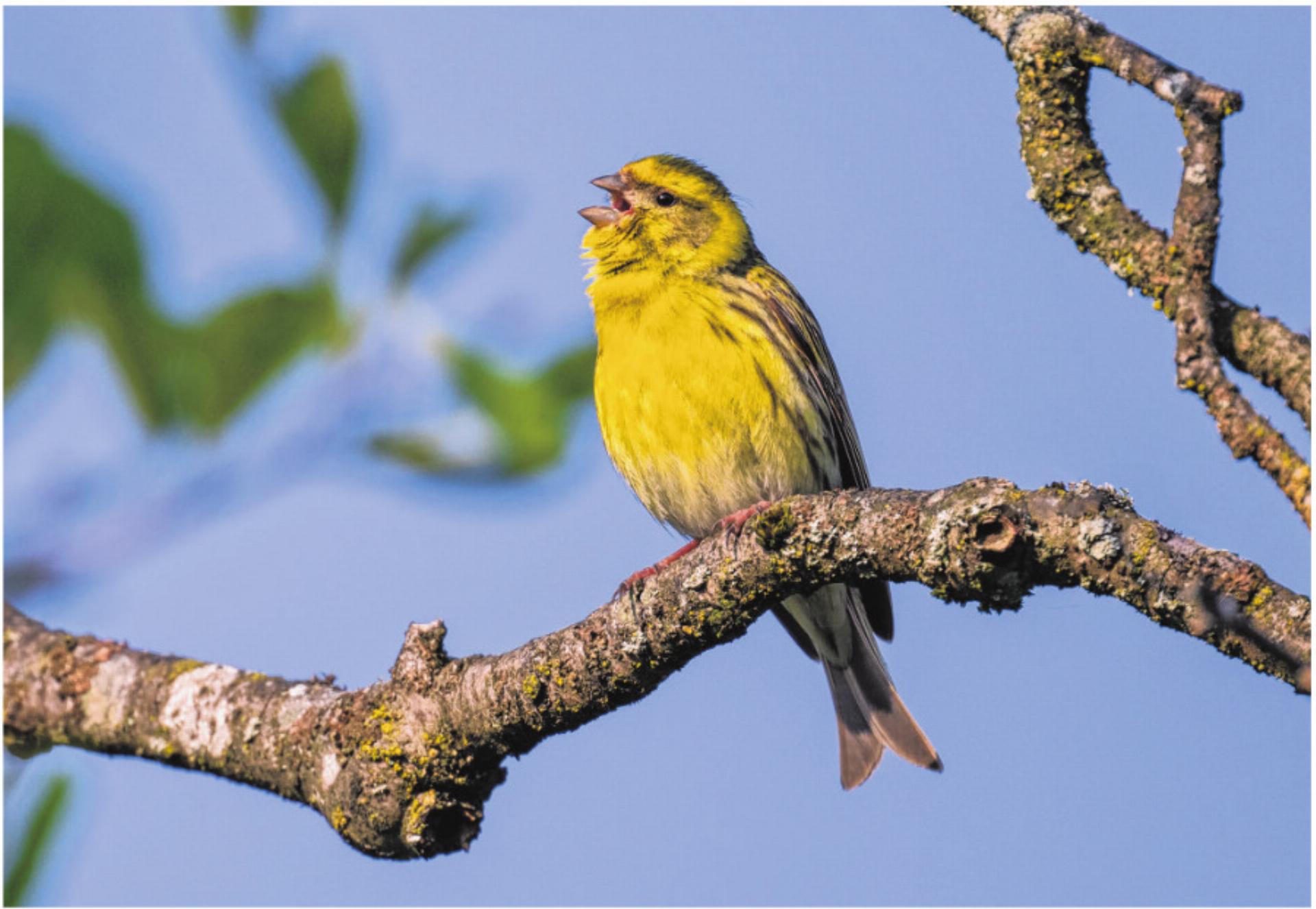 So einfach lernt man Vogelstimmen - Das Bild wird blockiert. – Möglicherweise durch einen aktiven Adblocker.