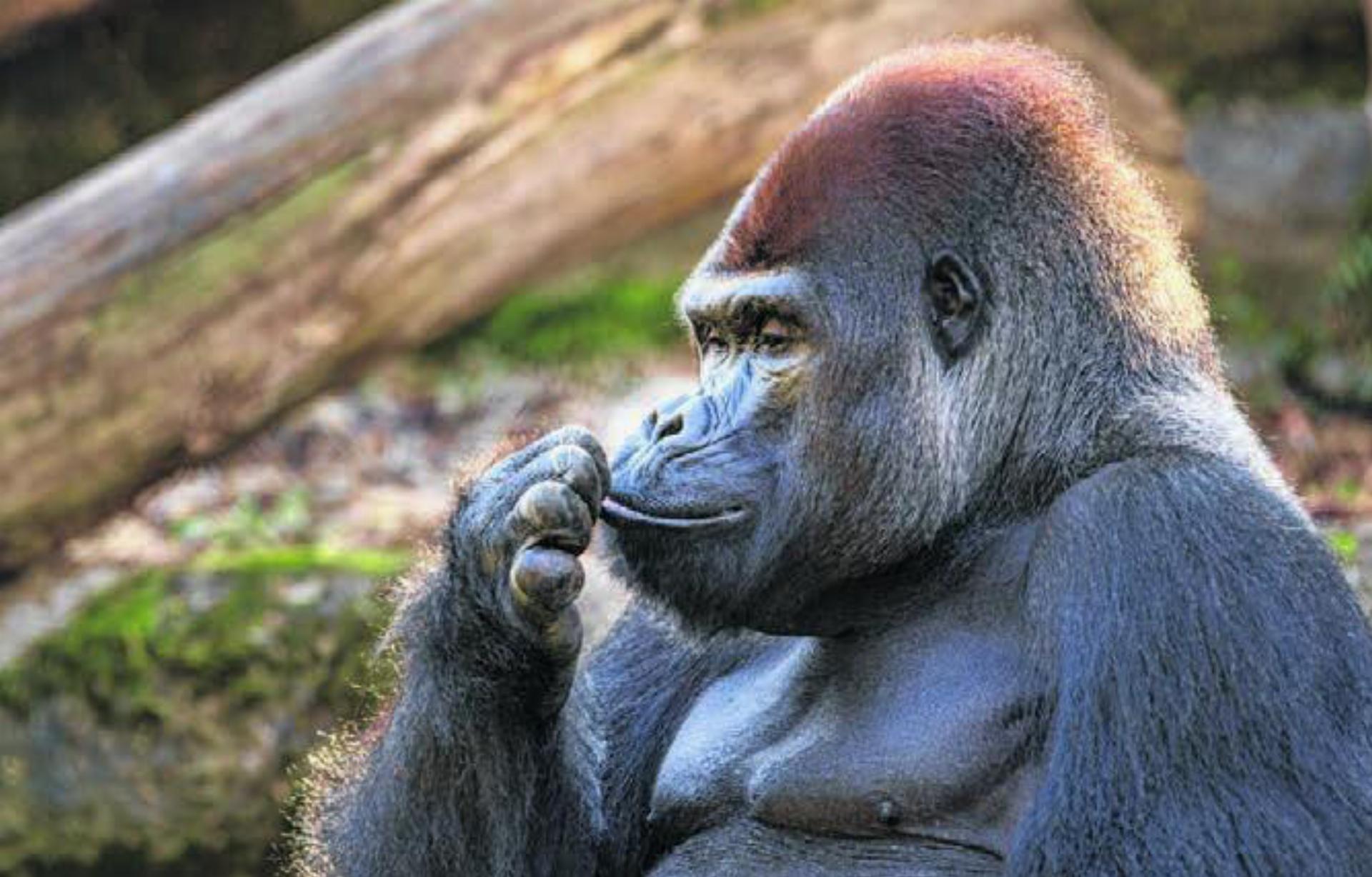 Abschied von Gorilla M’Tongé