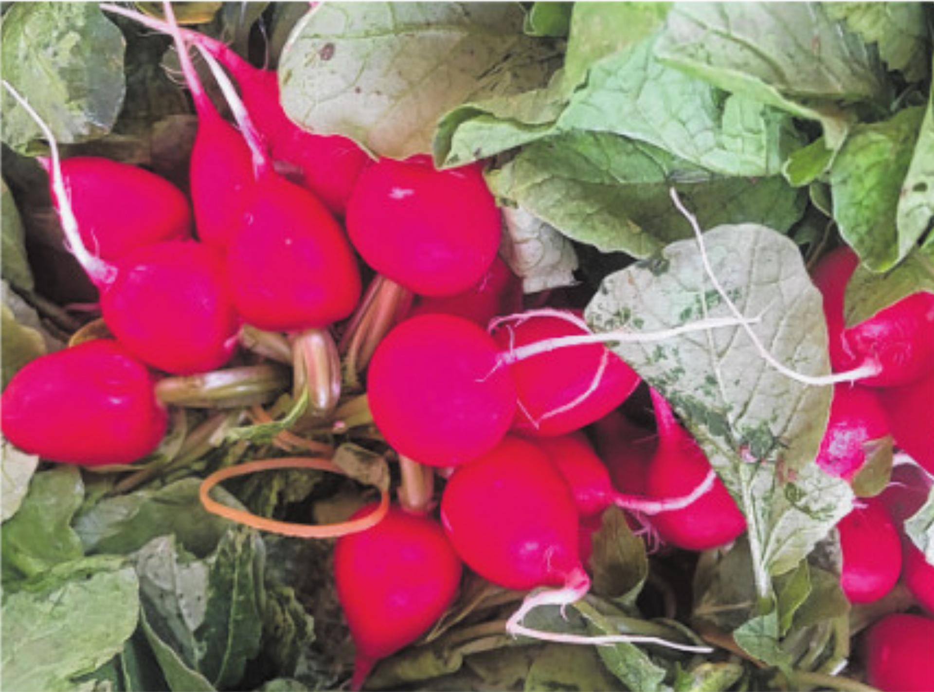 Faschtewaije, Salate und Radiesli - Das Bild wird blockiert. – Möglicherweise durch einen aktiven Adblocker.