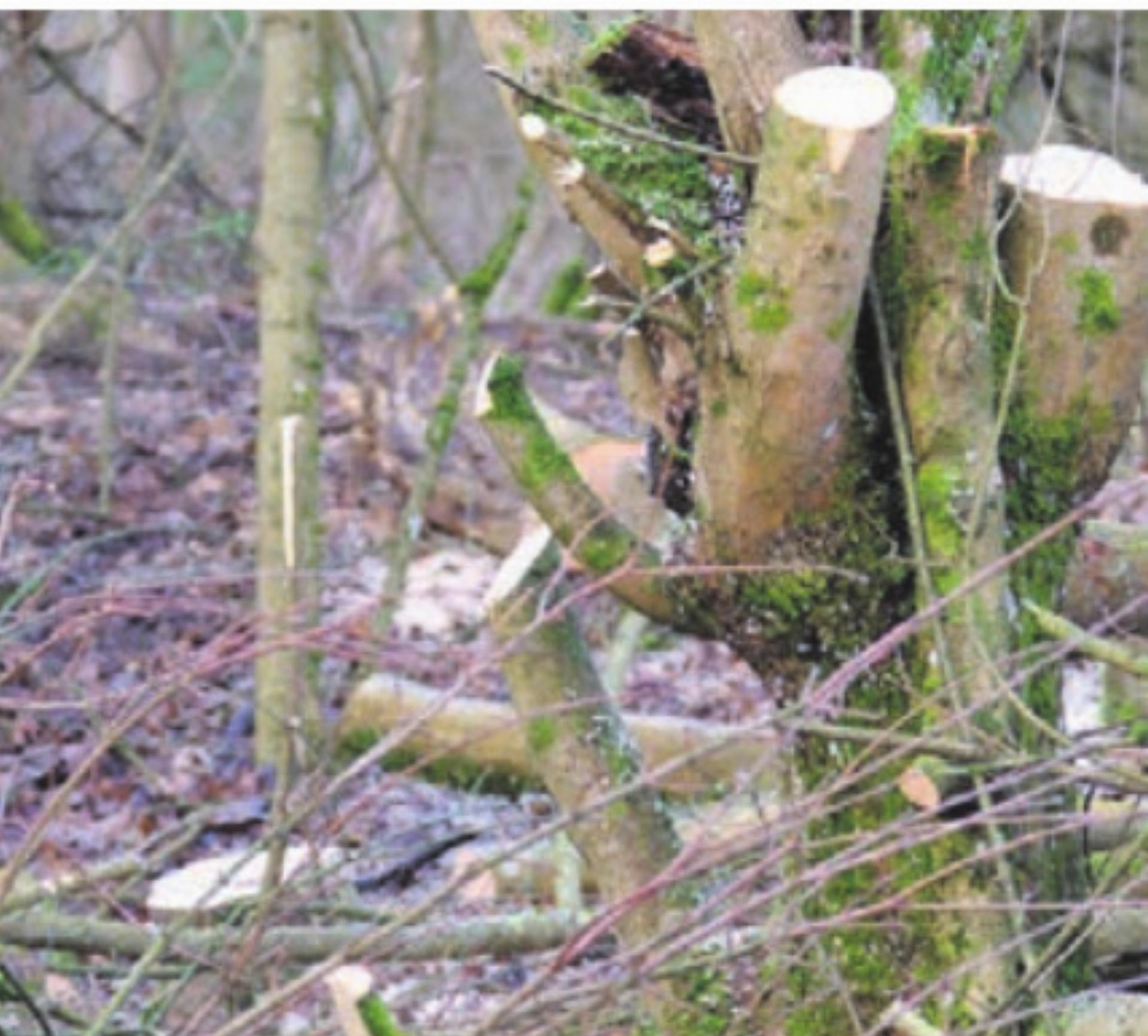 Sammlung Äste - Das Bild wird blockiert. – Möglicherweise durch einen aktiven Adblocker.