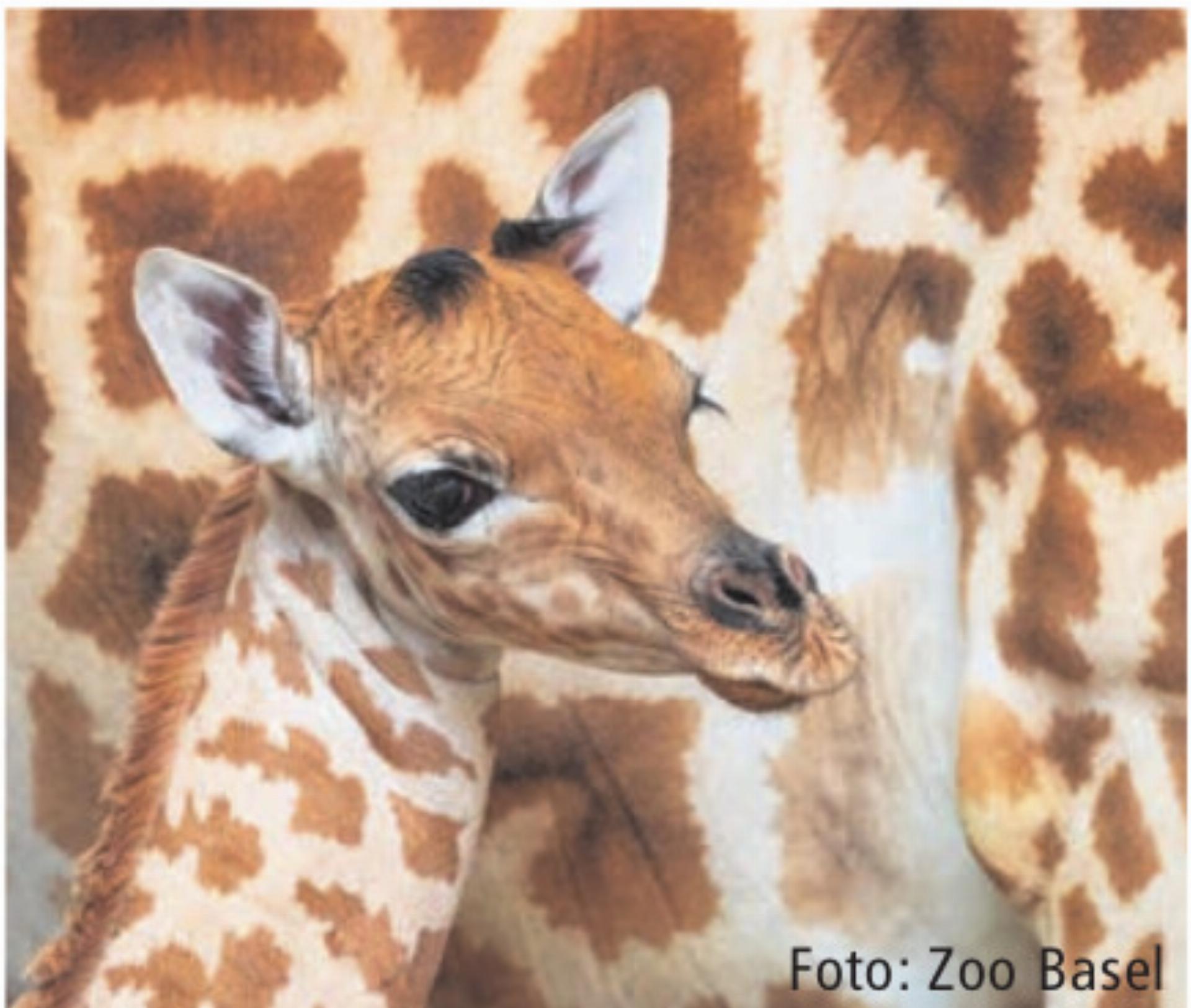 Nachwuchs bei den Kordofan-Giraffen - Das Bild wird blockiert. – Möglicherweise durch einen aktiven Adblocker.