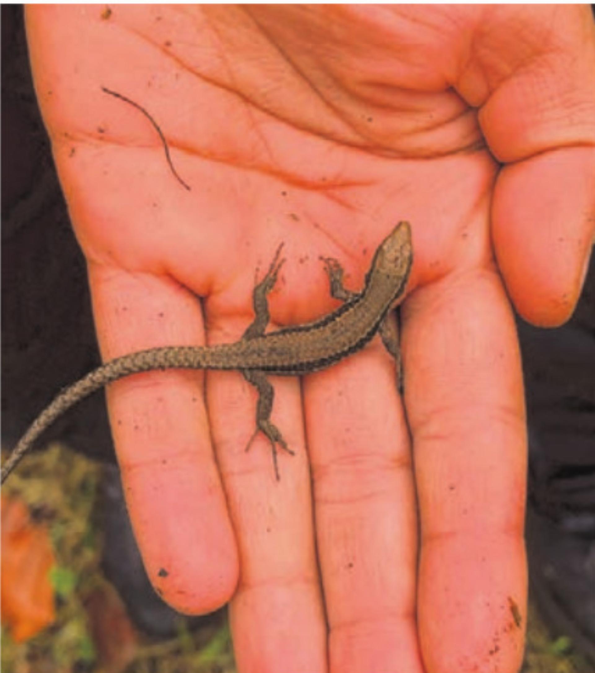 Baselbieter Naturschutztag in Ettingen - Das Bild wird blockiert. – Möglicherweise durch einen aktiven Adblocker.