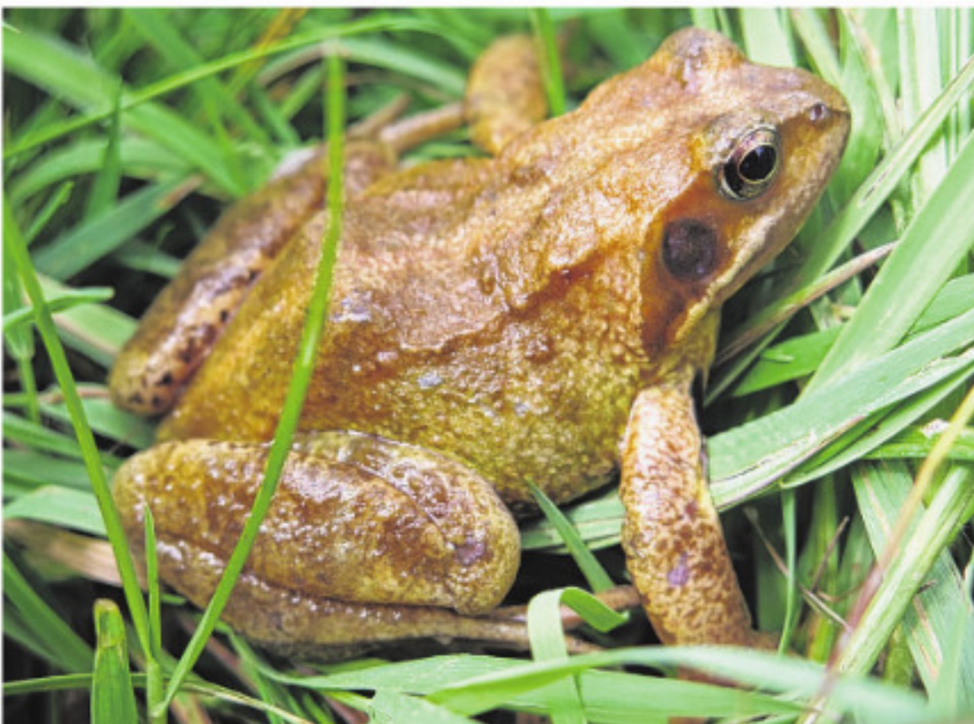 Amphibienwanderung - Das Bild wird blockiert. – Möglicherweise durch einen aktiven Adblocker.