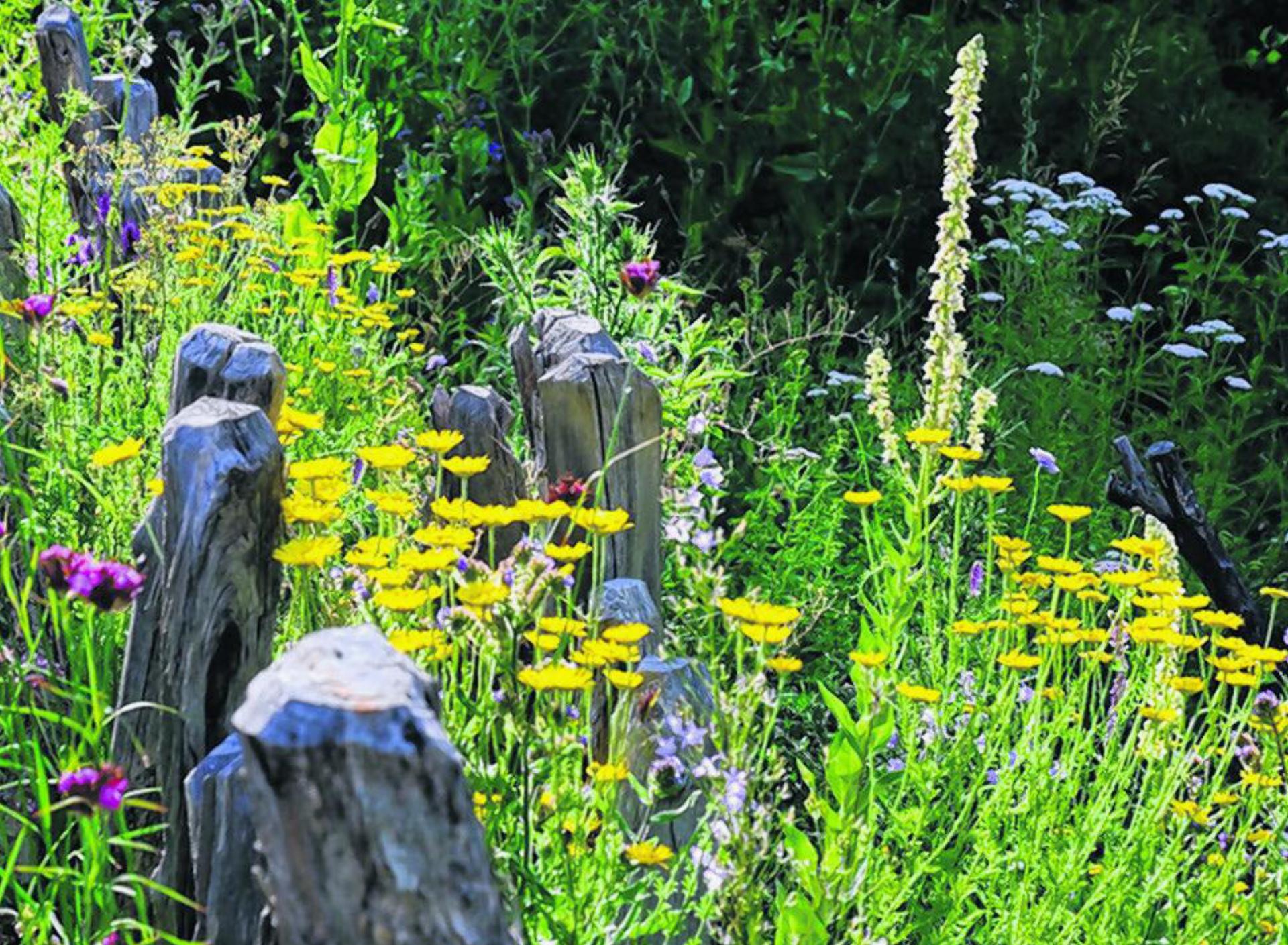 Rundgang im Nachgang zu unserer Veranstaltung «Willkommen Natur – im Garten und in Balkonkisten»