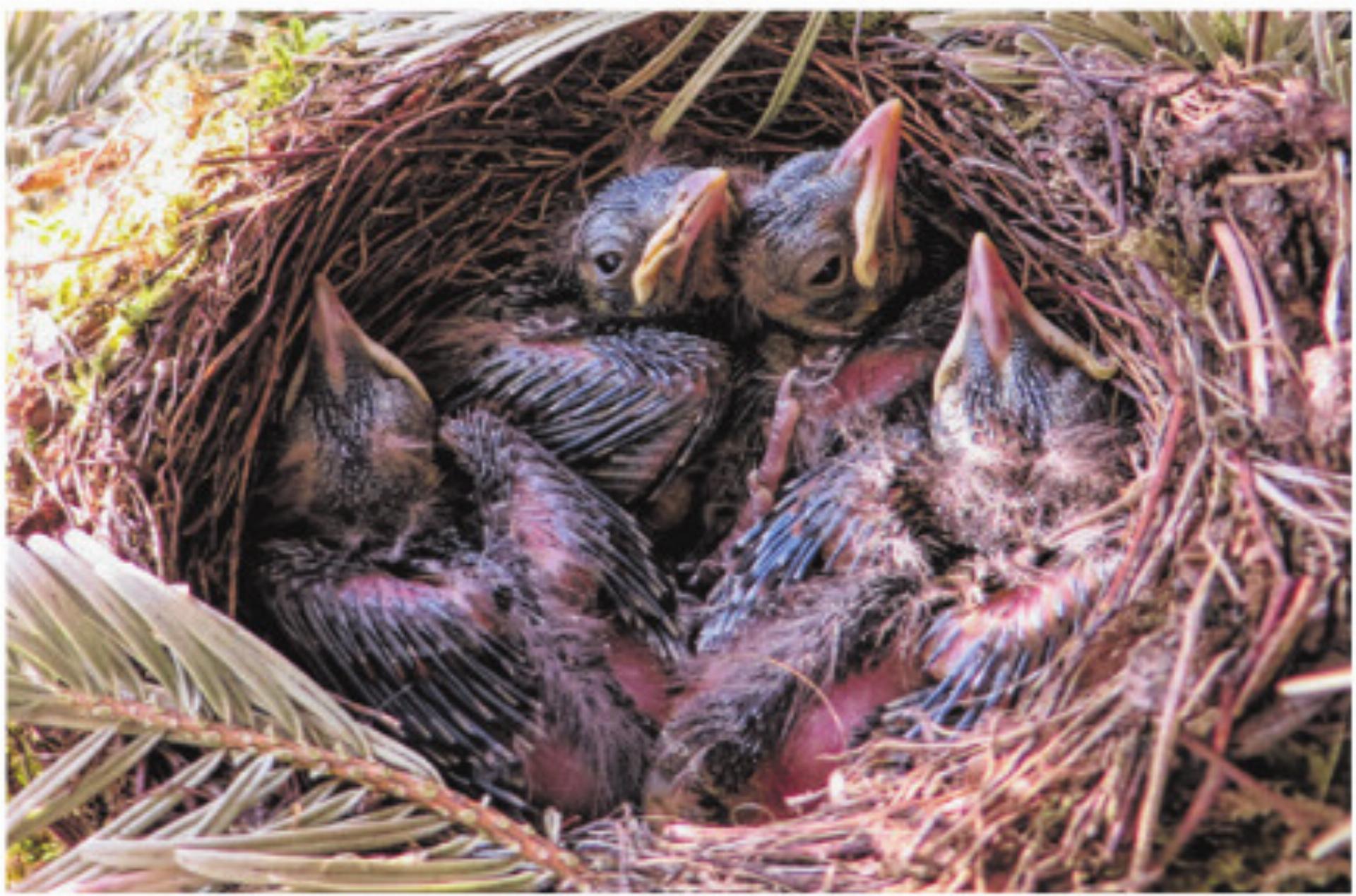 Beim Schnitt von Sträuchern, Hecken und Bäumen die Brutzeit von Vögeln beachten - Das Bild wird blockiert. – Möglicherweise durch einen aktiven Adblocker.