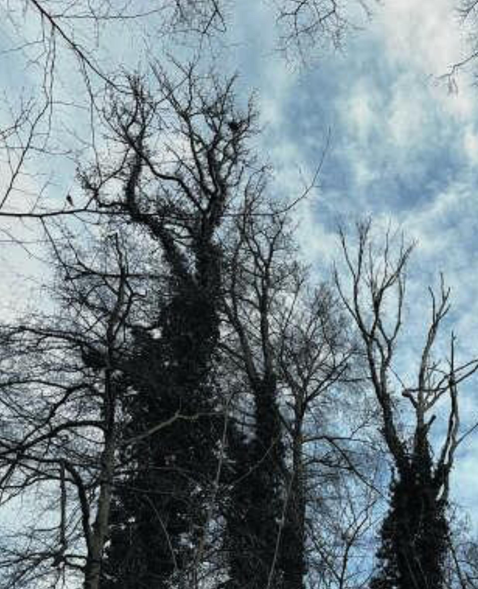 Notwendige Holzschlagarbeiten - Das Bild wird blockiert. – Möglicherweise durch einen aktiven Adblocker.