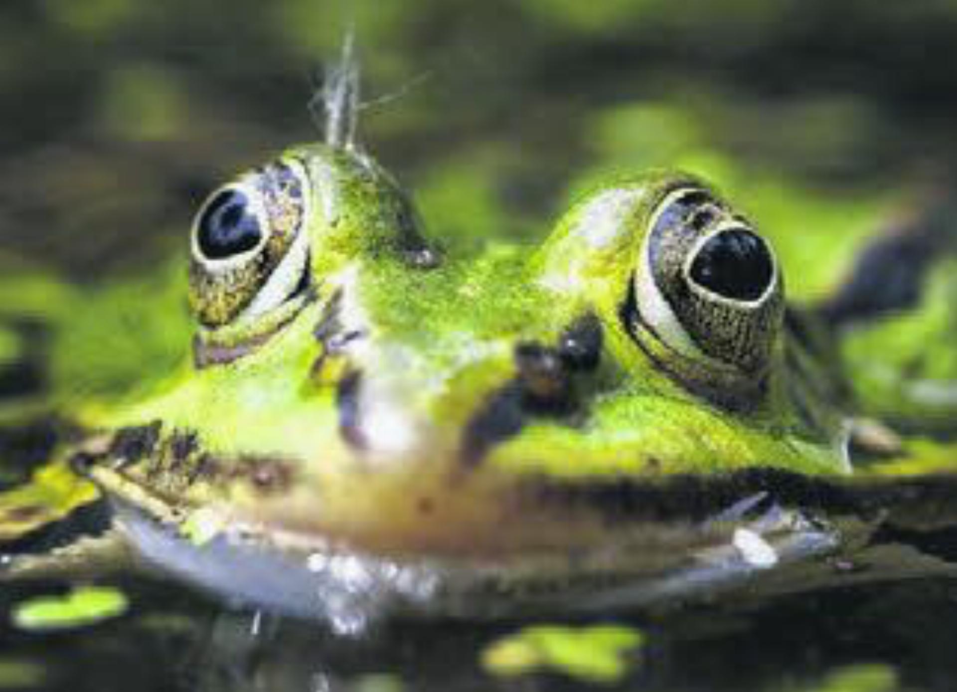 Achtung: Wandernde Amphibien