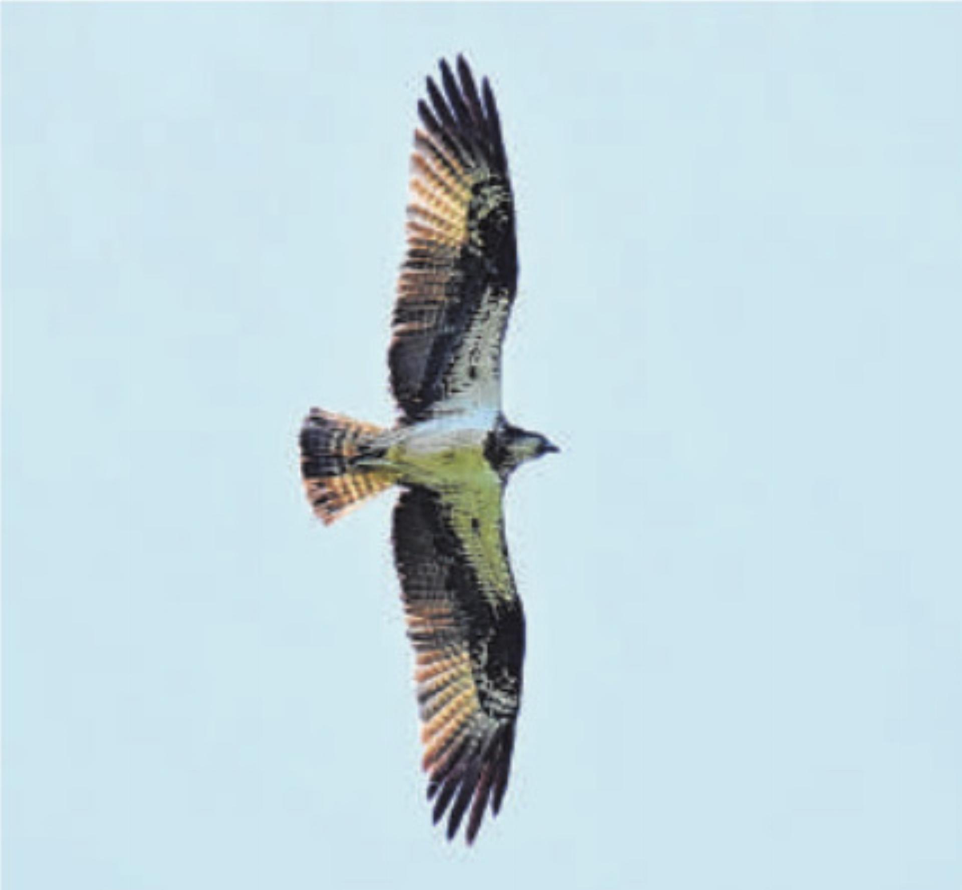 32. «EuroBirdwatch 2025» - Das Bild wird blockiert. – Möglicherweise durch einen aktiven Adblocker.