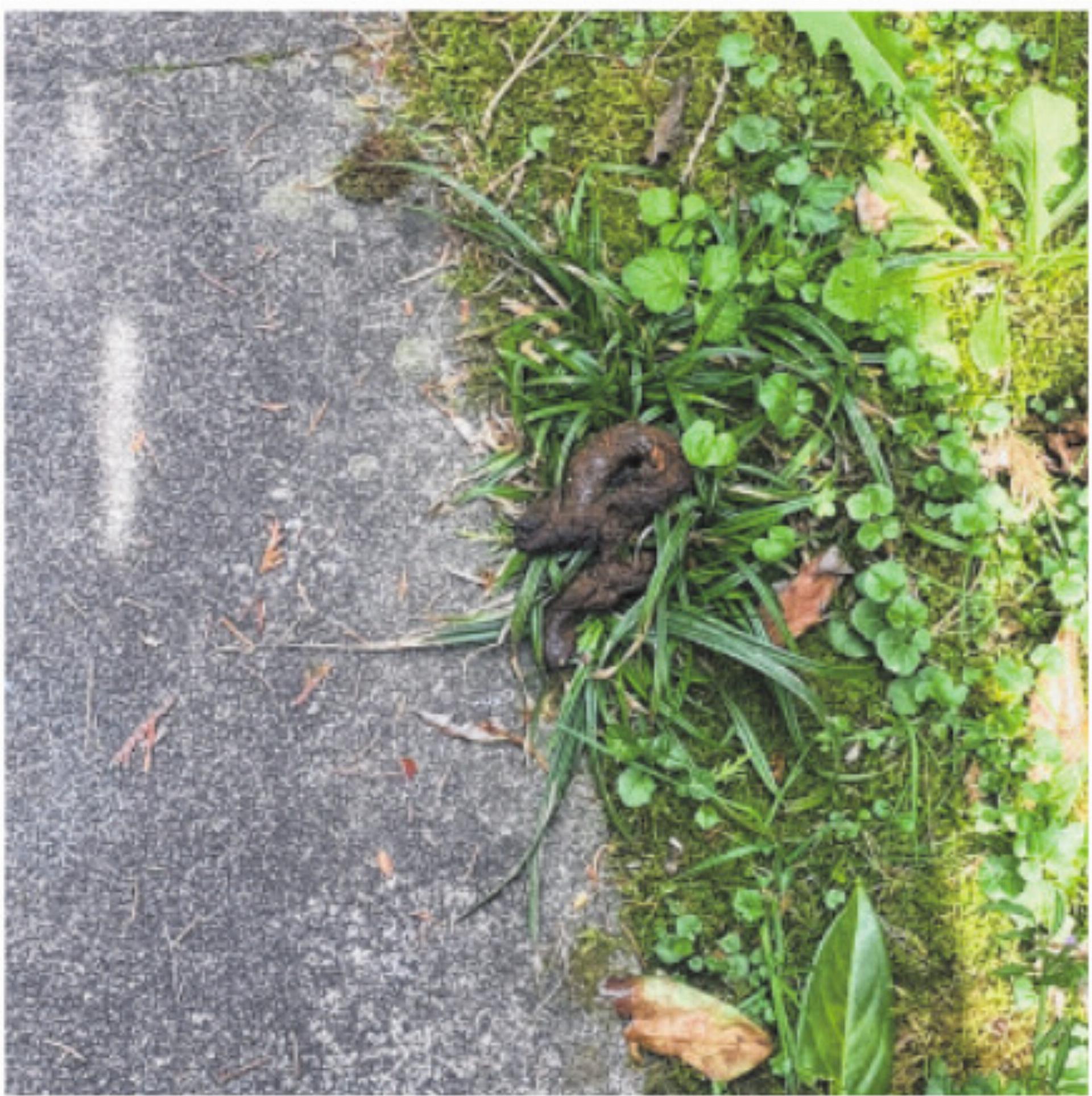 Vier Pfoten, eine Pflicht - Das Bild wird blockiert. – Möglicherweise durch einen aktiven Adblocker.