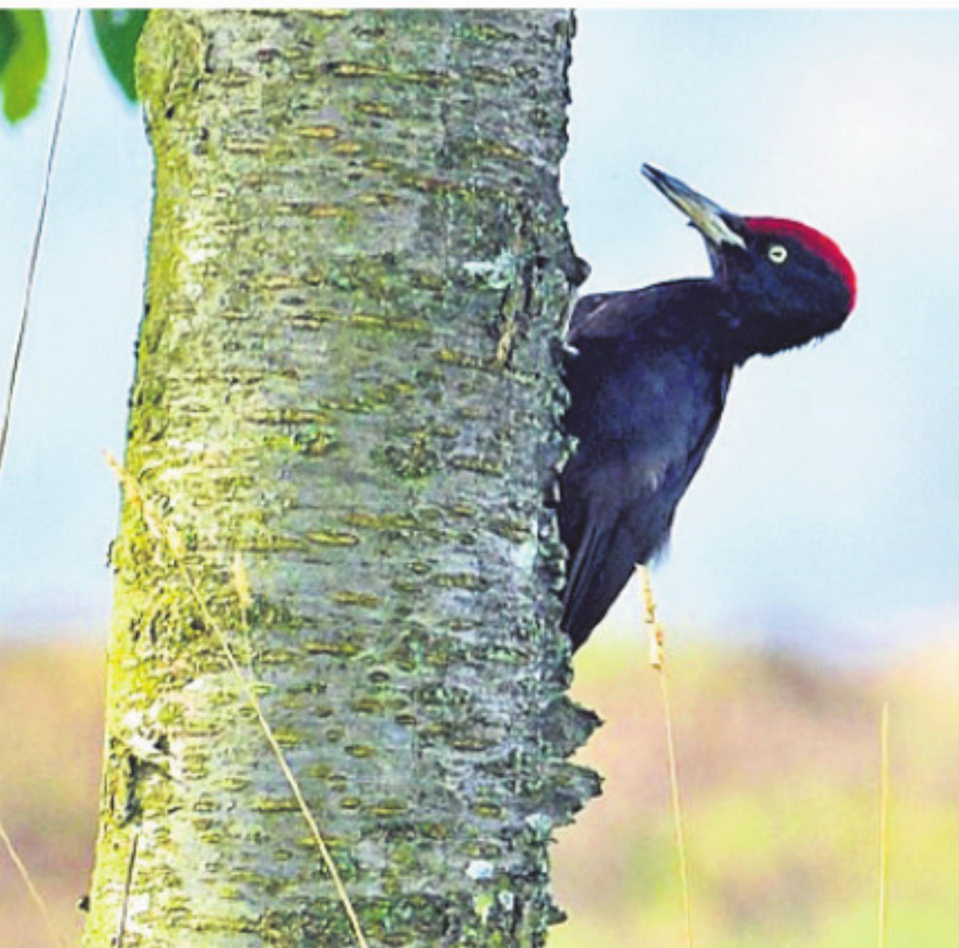 Leimentaler Specht-Exkursion am 7. März - Das Bild wird blockiert. – Möglicherweise durch einen aktiven Adblocker.