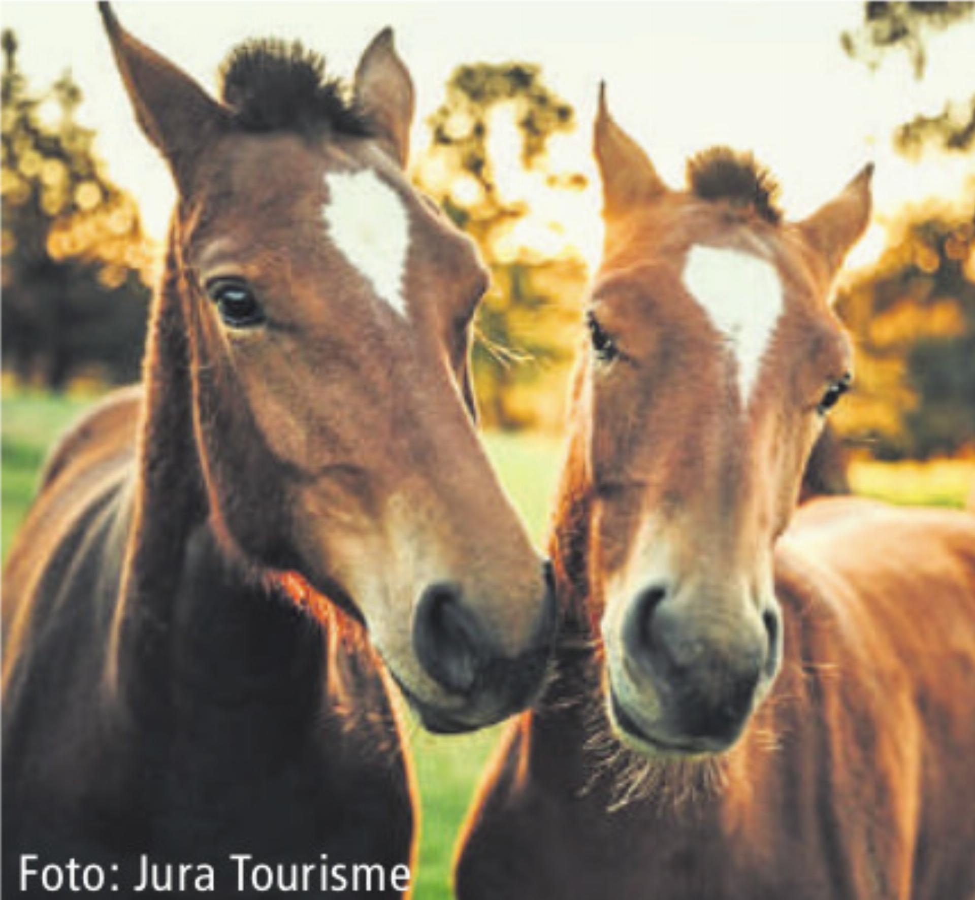 Winterwanderung in den Freibergen - Das Bild wird blockiert. – Möglicherweise durch einen aktiven Adblocker.