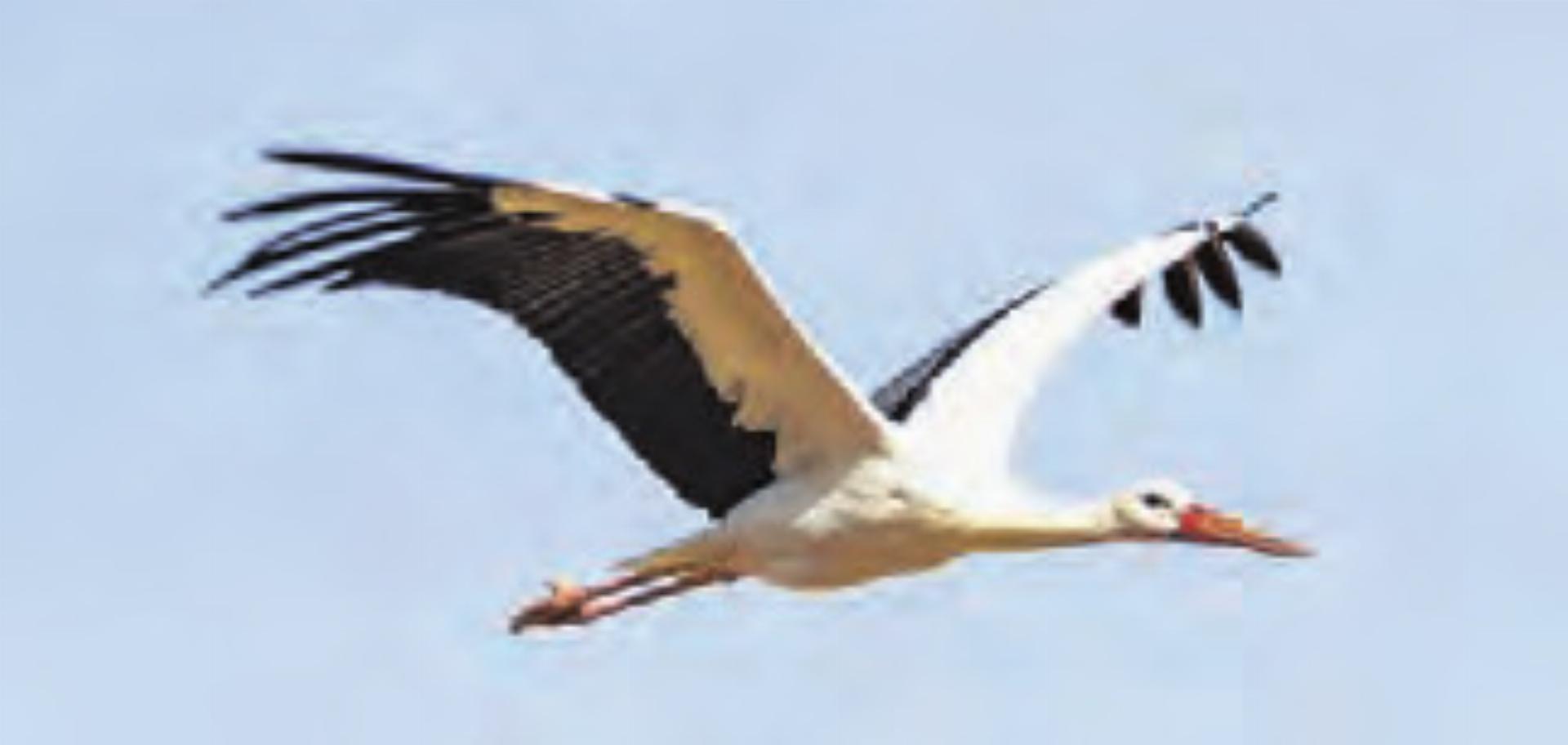 31. EuroBirdwatch