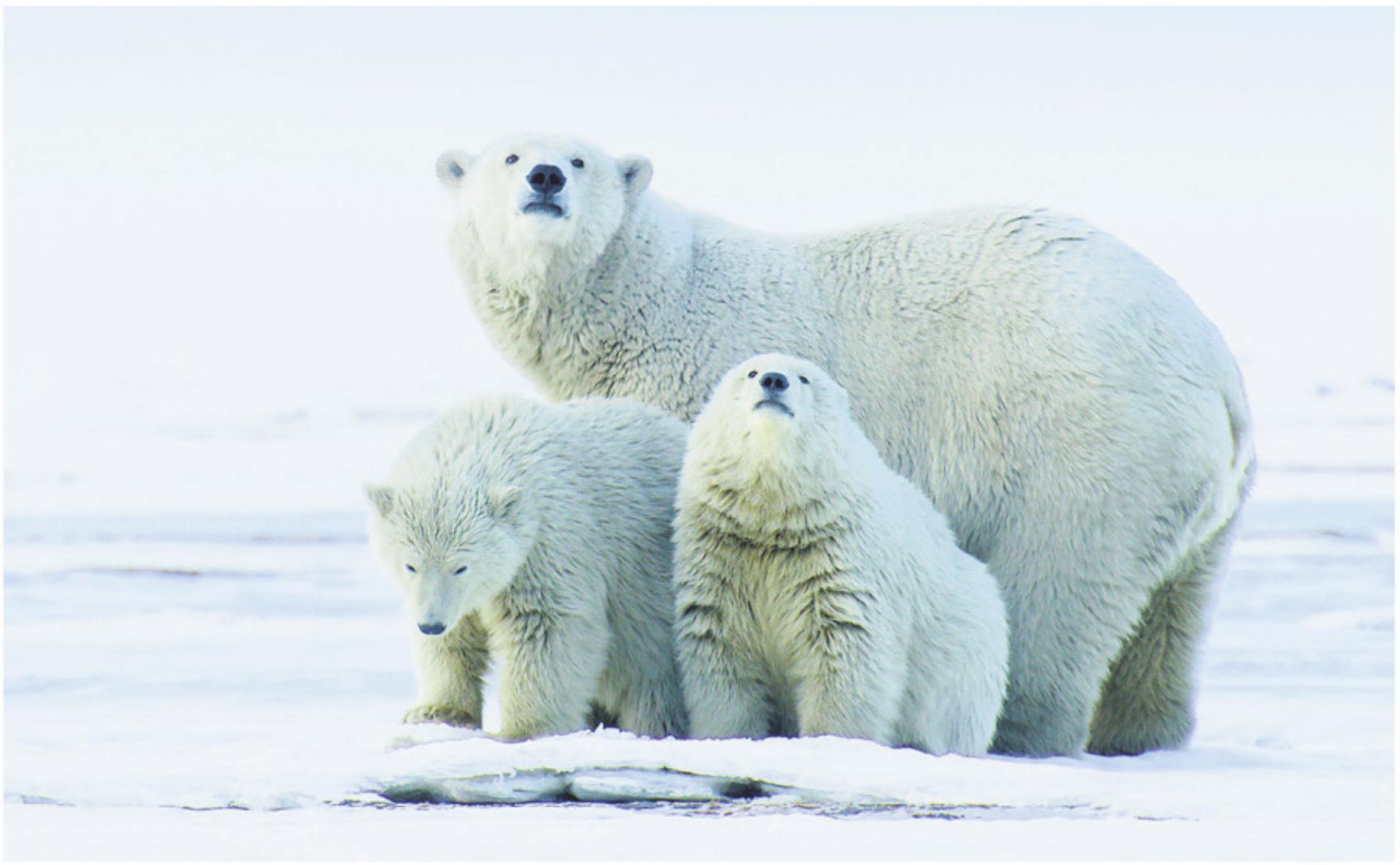 Alaska – Wildes Land - Das Bild wird blockiert. – Möglicherweise durch einen aktiven Adblocker.