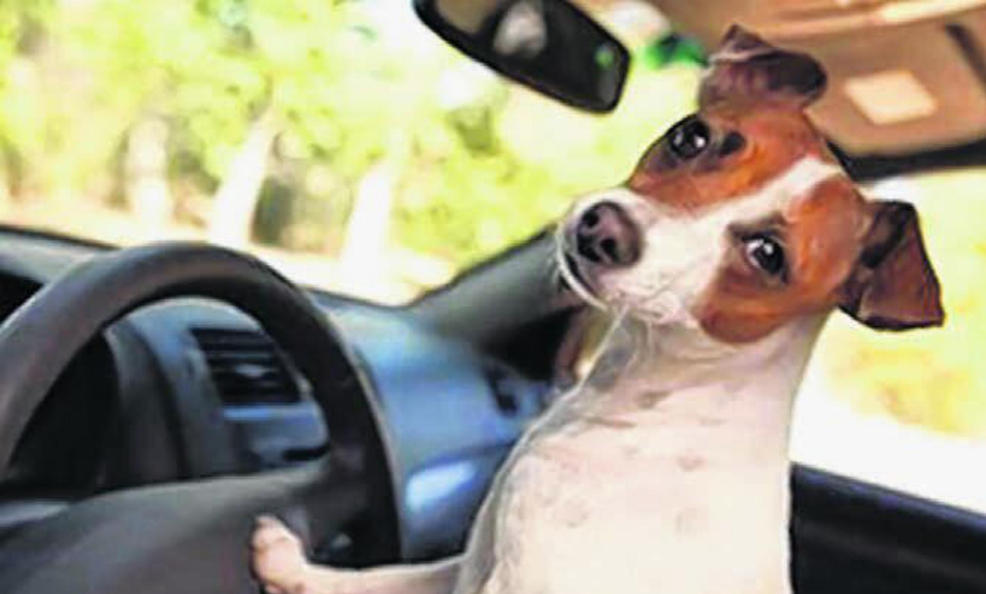 Kinder und Tiere bei Hitze nie im Auto lassen