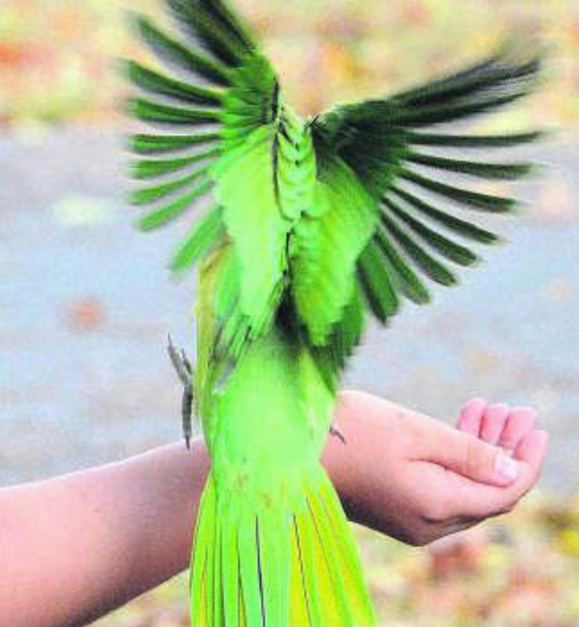 Was fliegt denn da?