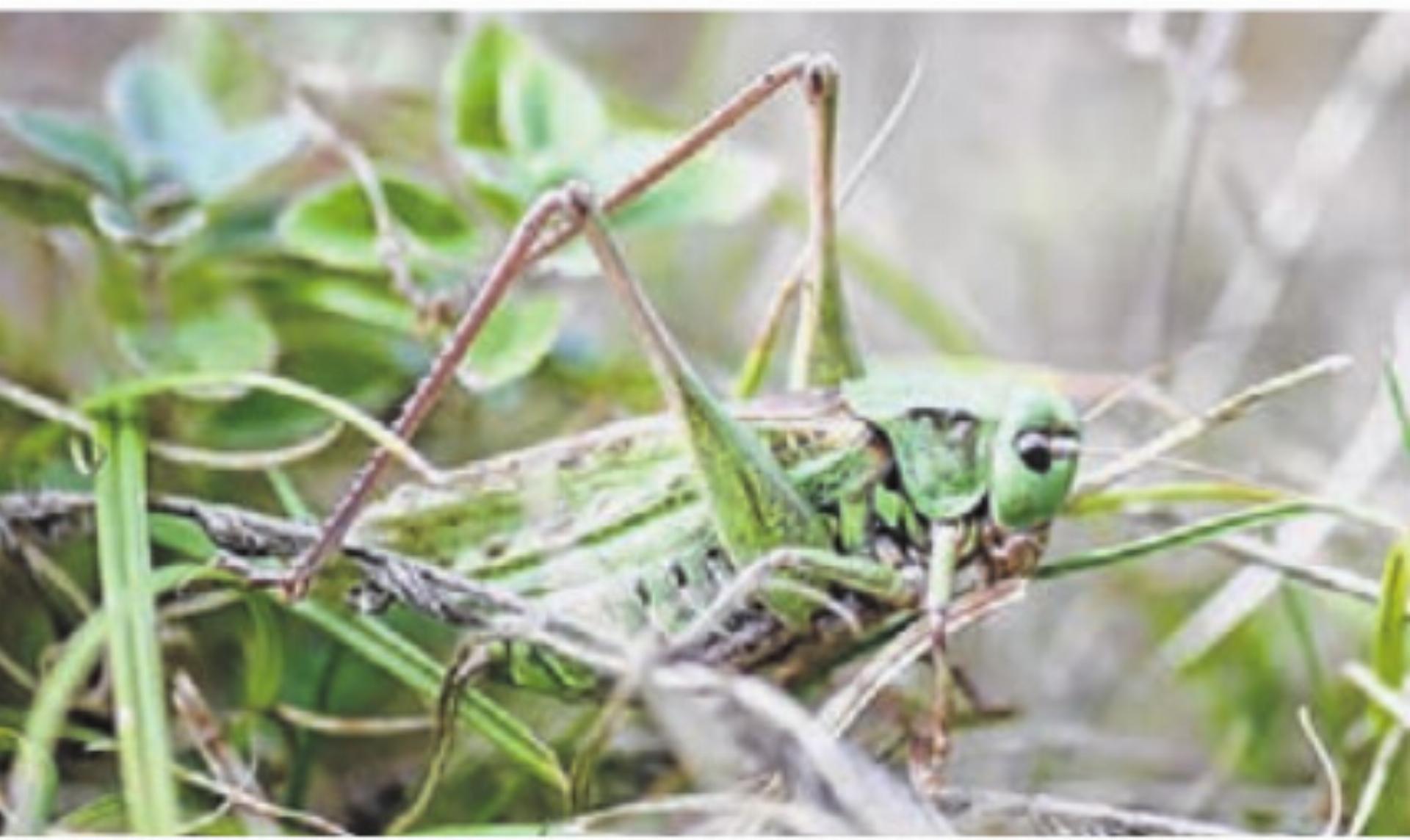 Leimentaler Ornithologenhock: Vielfalt unserer Heuschrecken - Das Bild wird blockiert. – Möglicherweise durch einen aktiven Adblocker.
