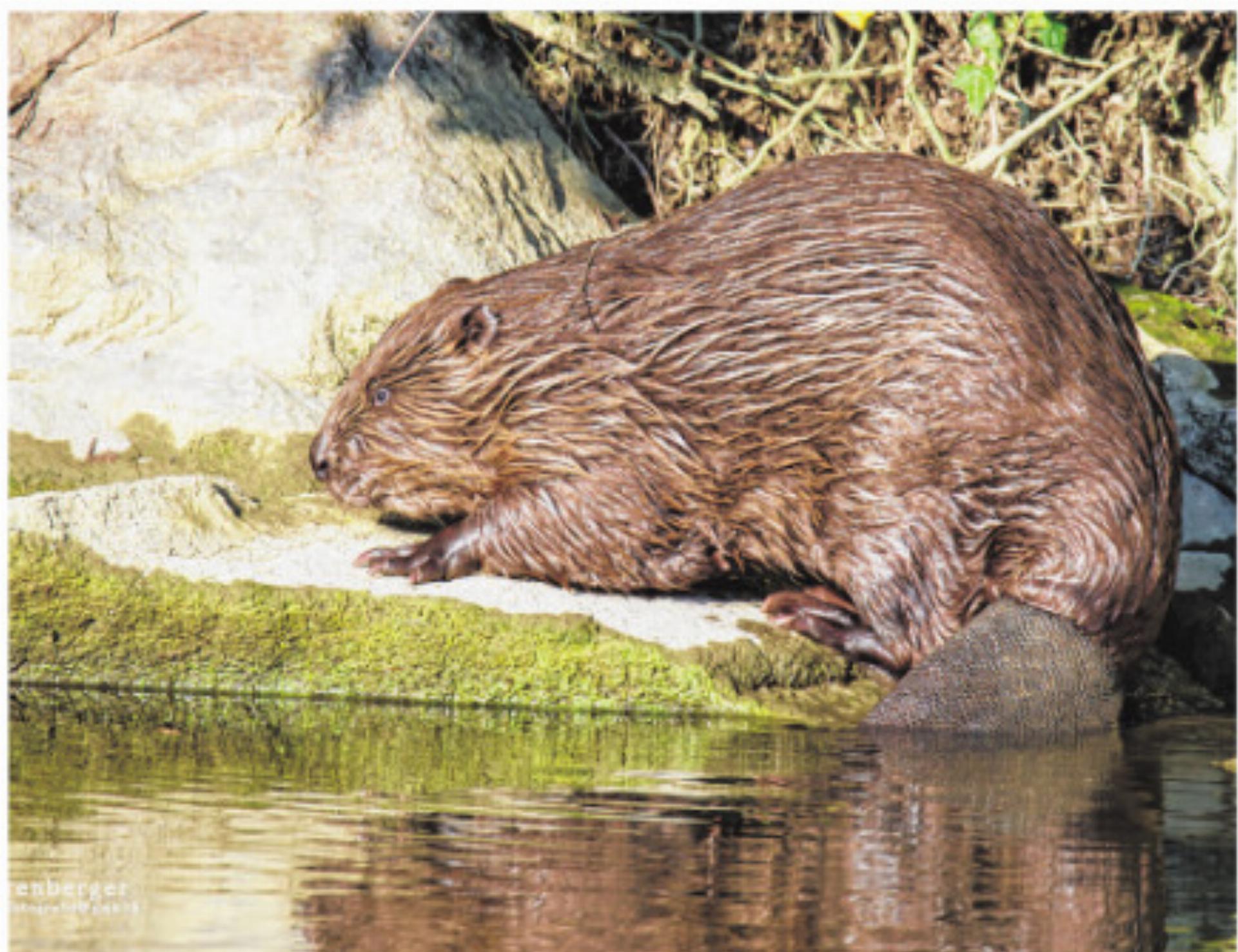 Hallo Biber! - Das Bild wird blockiert. – Möglicherweise durch einen aktiven Adblocker.