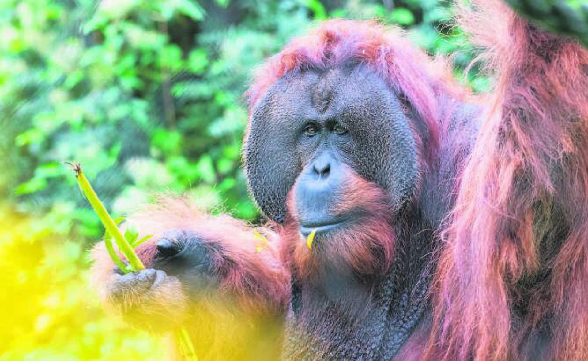 Lebensräume der Orang-Utans