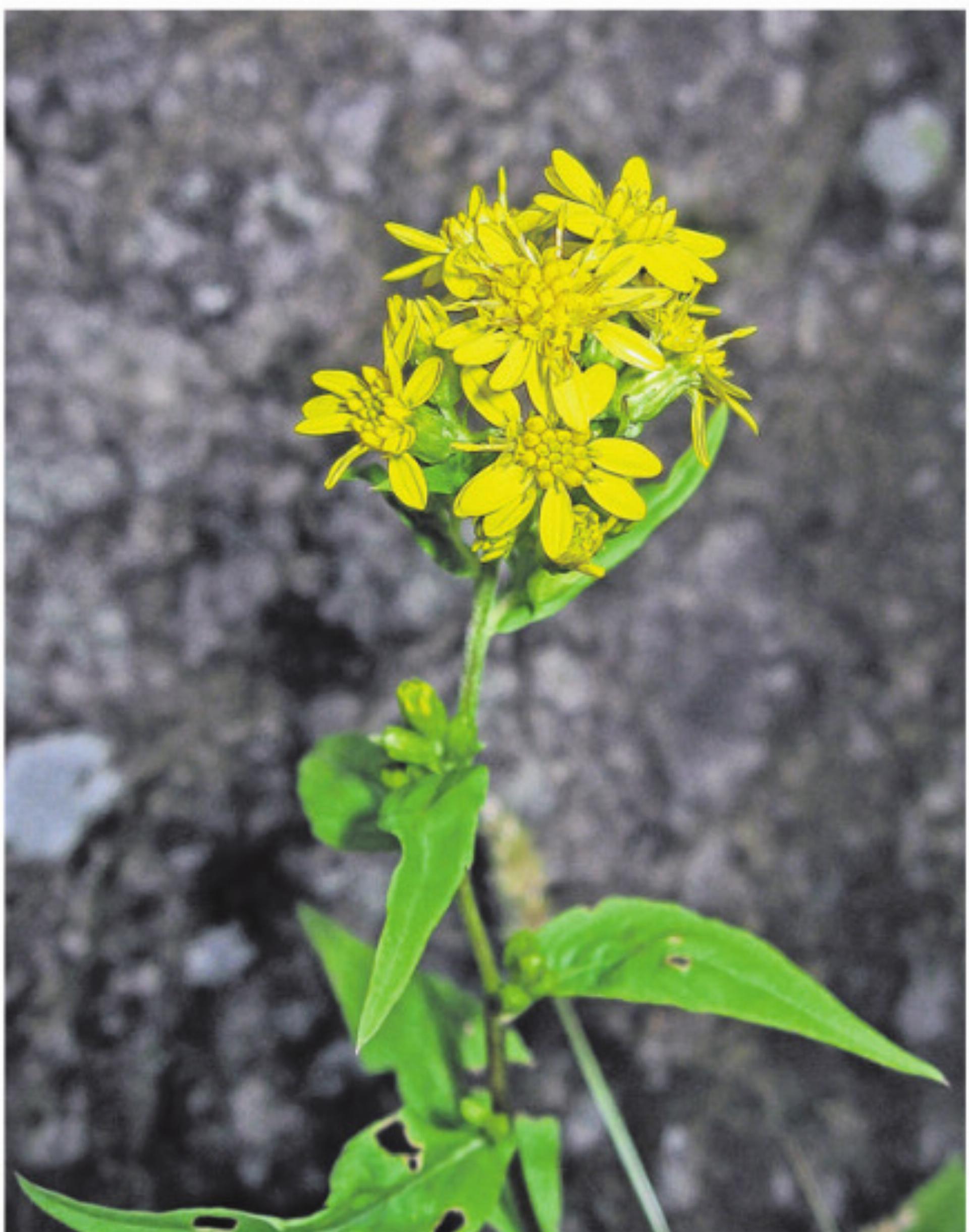 Neophytensäcke: Gemeinsam gegen invasive Pflanzen - Das Bild wird blockiert. – Möglicherweise durch einen aktiven Adblocker.