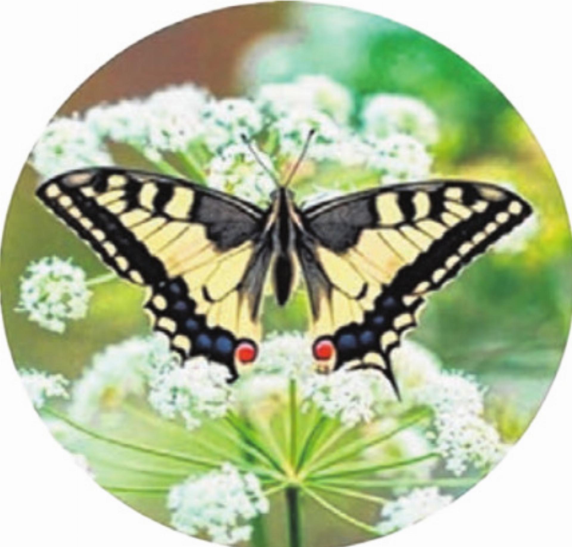 Fünfter Wildpflanzen- und Kräutermarkt in Bottmingen - Das Bild wird blockiert. – Möglicherweise durch einen aktiven Adblocker.