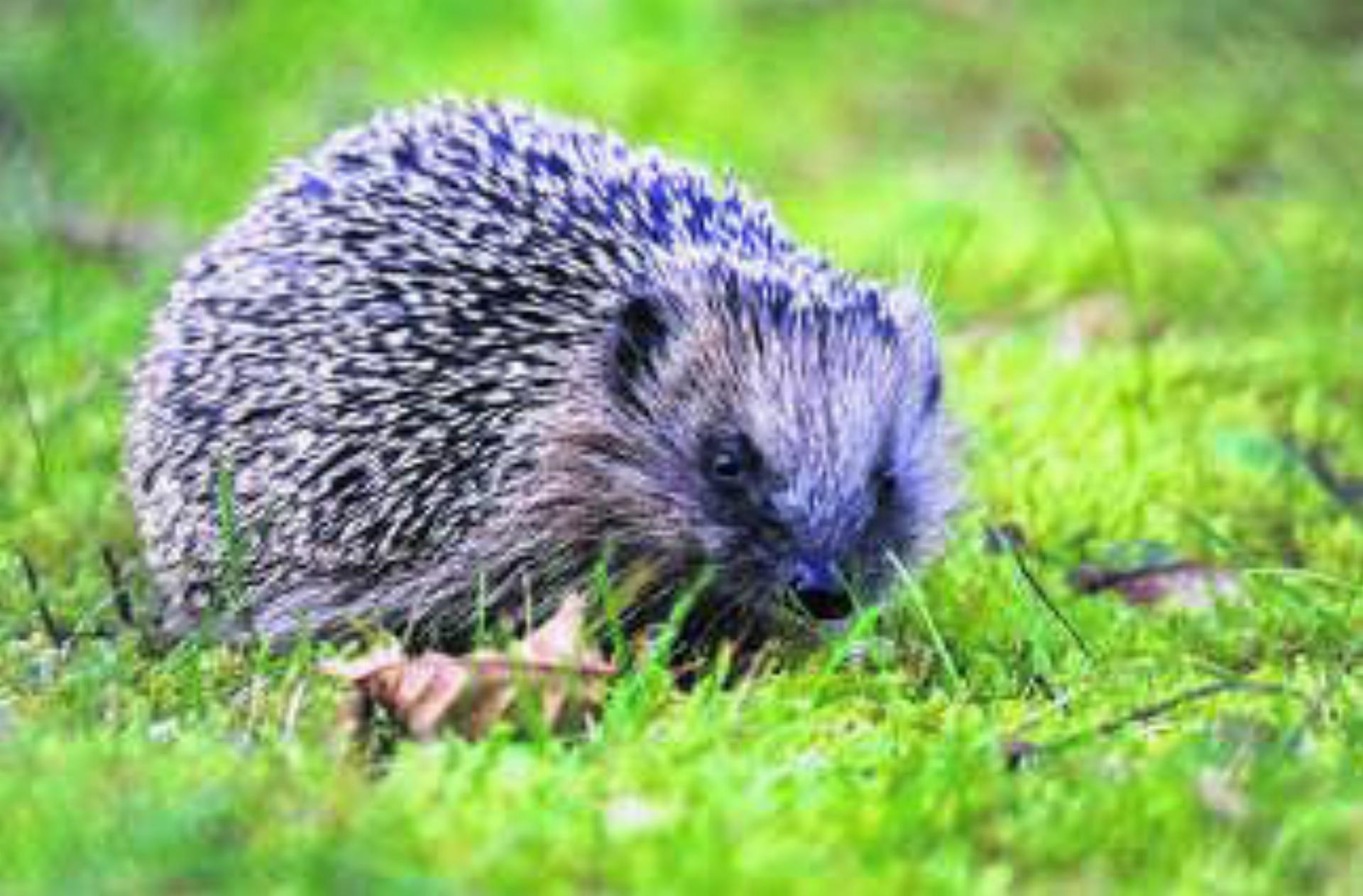 Freie Bahn für Igel und Co.