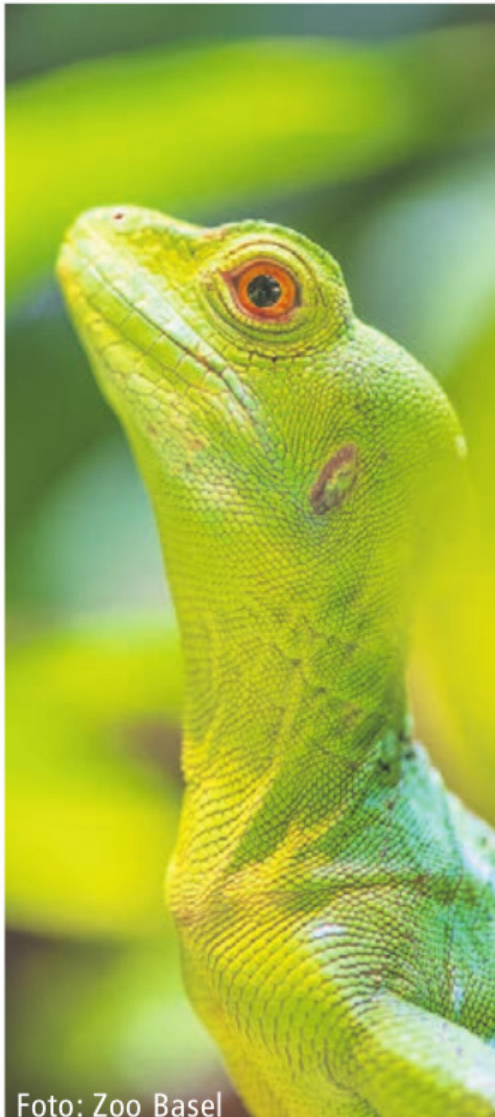 Reptilienjahr 2025 im Rückblick - Das Bild wird blockiert. – Möglicherweise durch einen aktiven Adblocker.