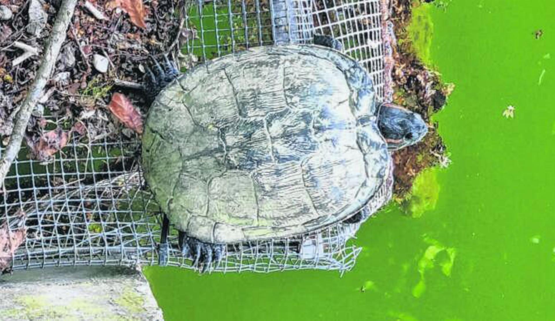 Schildkröten im Schlossweiher, faszinierend, aber problematisch