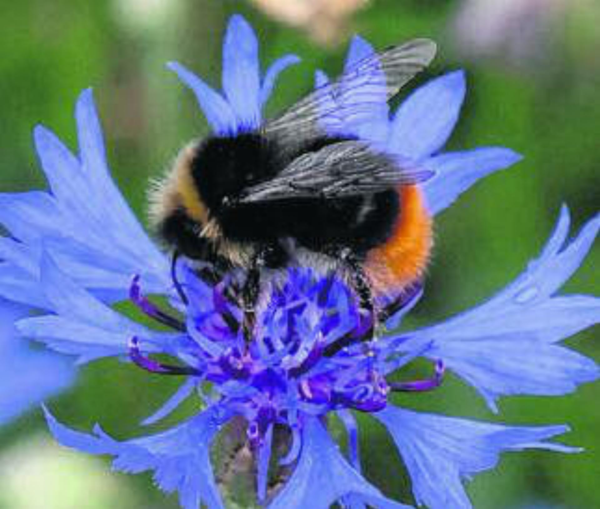 Naturrundgang 2025: Natur im Garten und in Balkonkisten