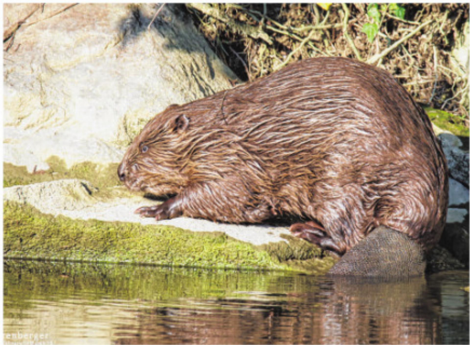 Hallo Biber! - Das Bild wird blockiert. – Möglicherweise durch einen aktiven Adblocker.