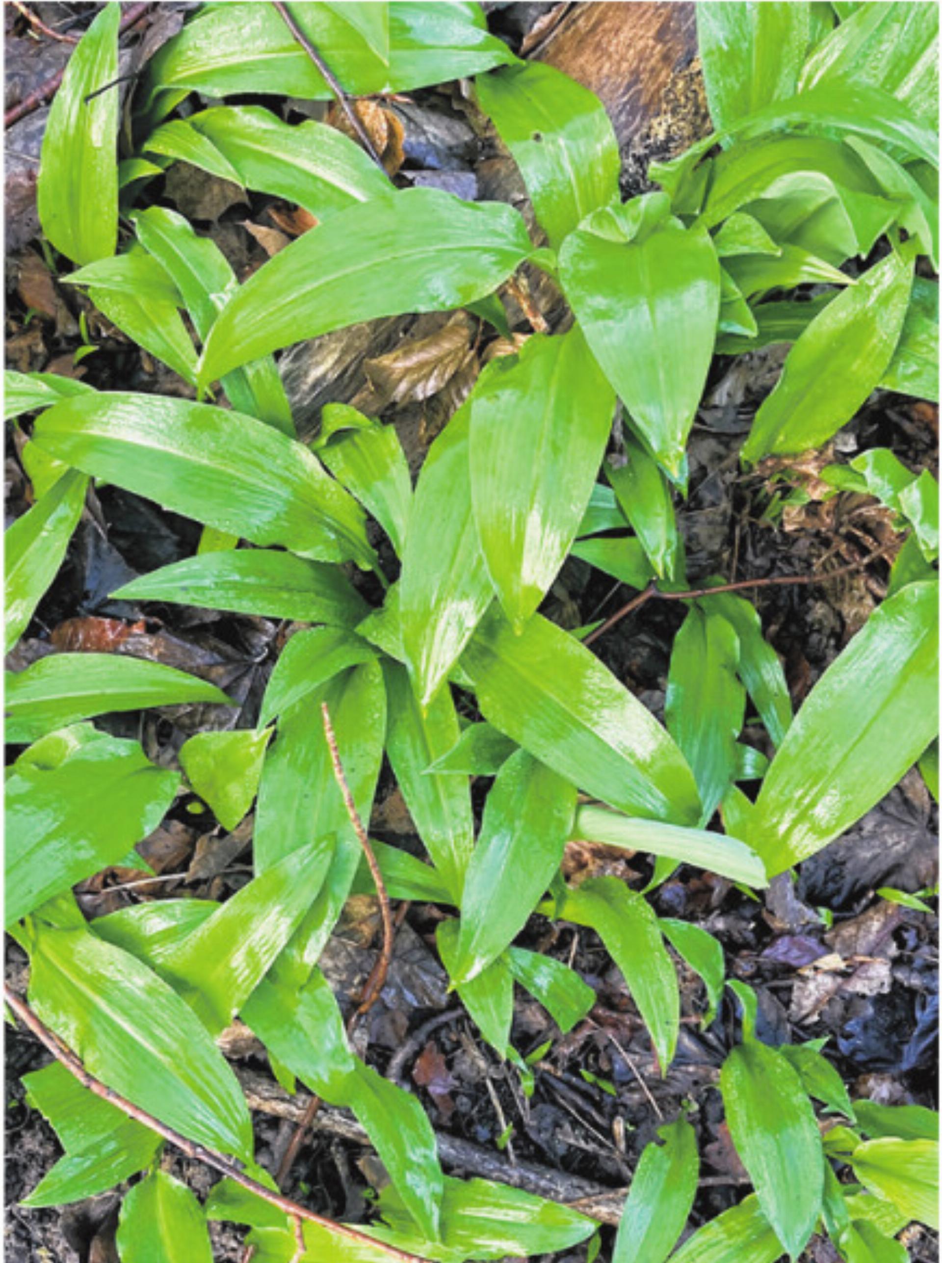 Frisches Grün hat Saison - Das Bild wird blockiert. – Möglicherweise durch einen aktiven Adblocker.