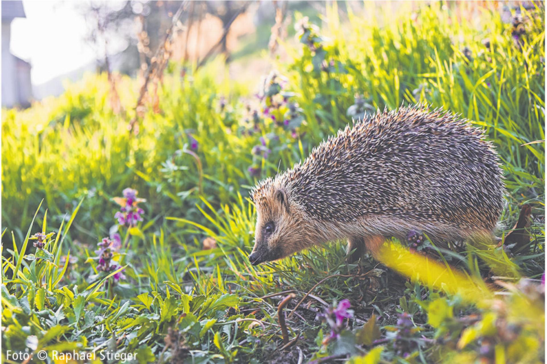 Prämierung der besten Naturbilder - Das Bild wird blockiert. – Möglicherweise durch einen aktiven Adblocker.