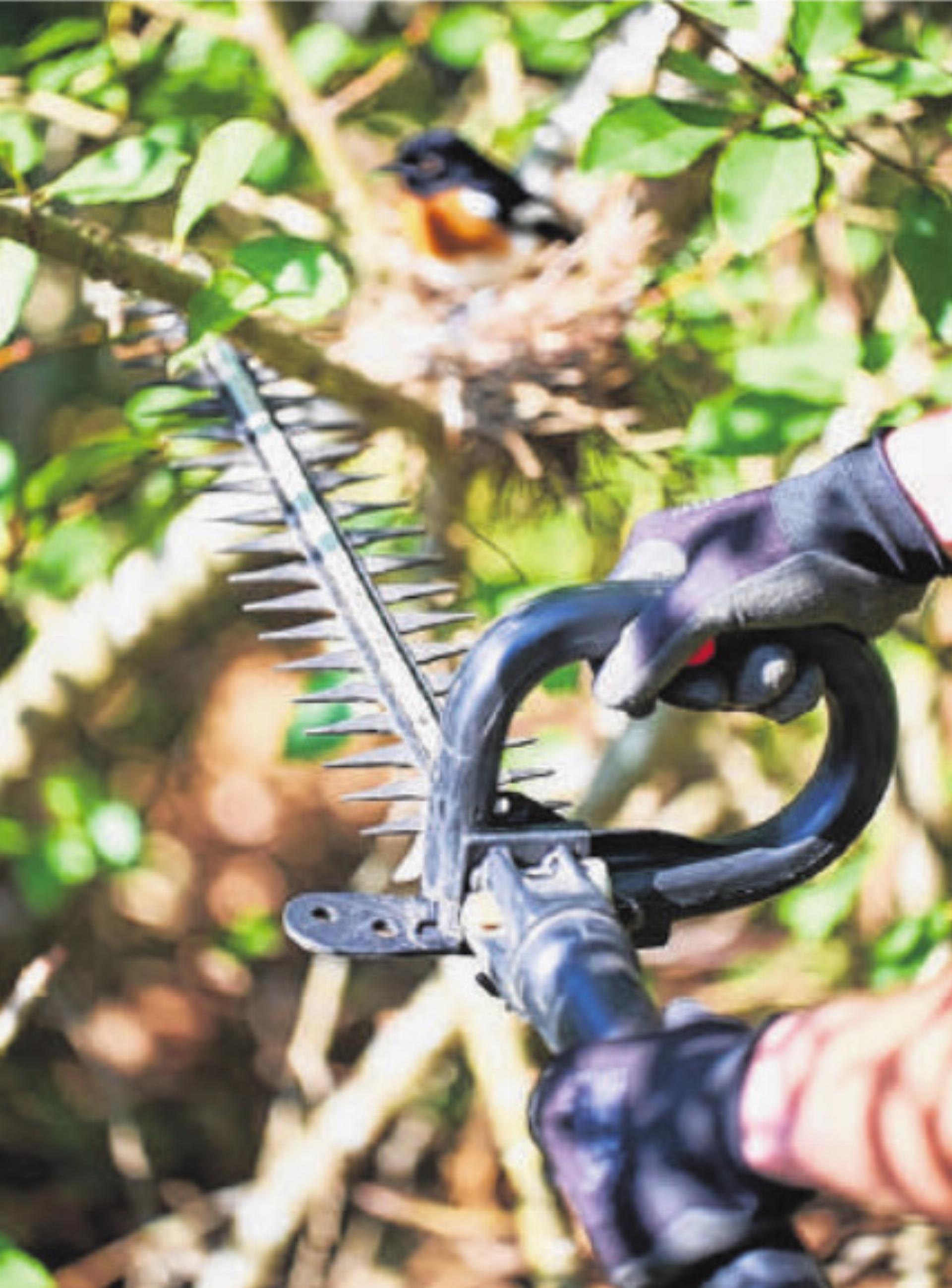 Gehölze im Winter zurückschneiden – gut für Pflanzen und Vögel - Das Bild wird blockiert. – Möglicherweise durch einen aktiven Adblocker.