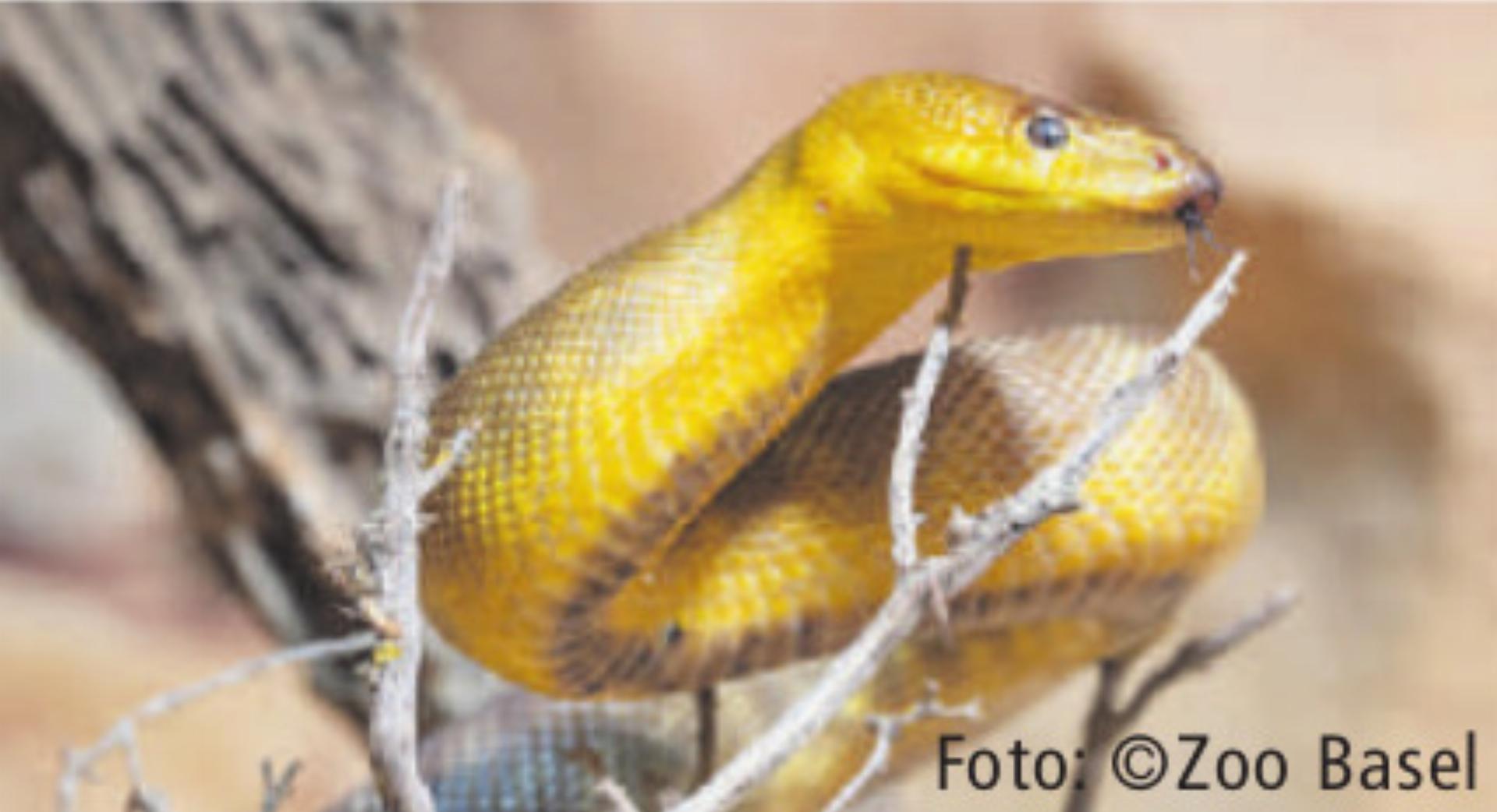 Neue Art und ein Themenkasten zur Wildbiene - Das Bild wird blockiert. – Möglicherweise durch einen aktiven Adblocker.