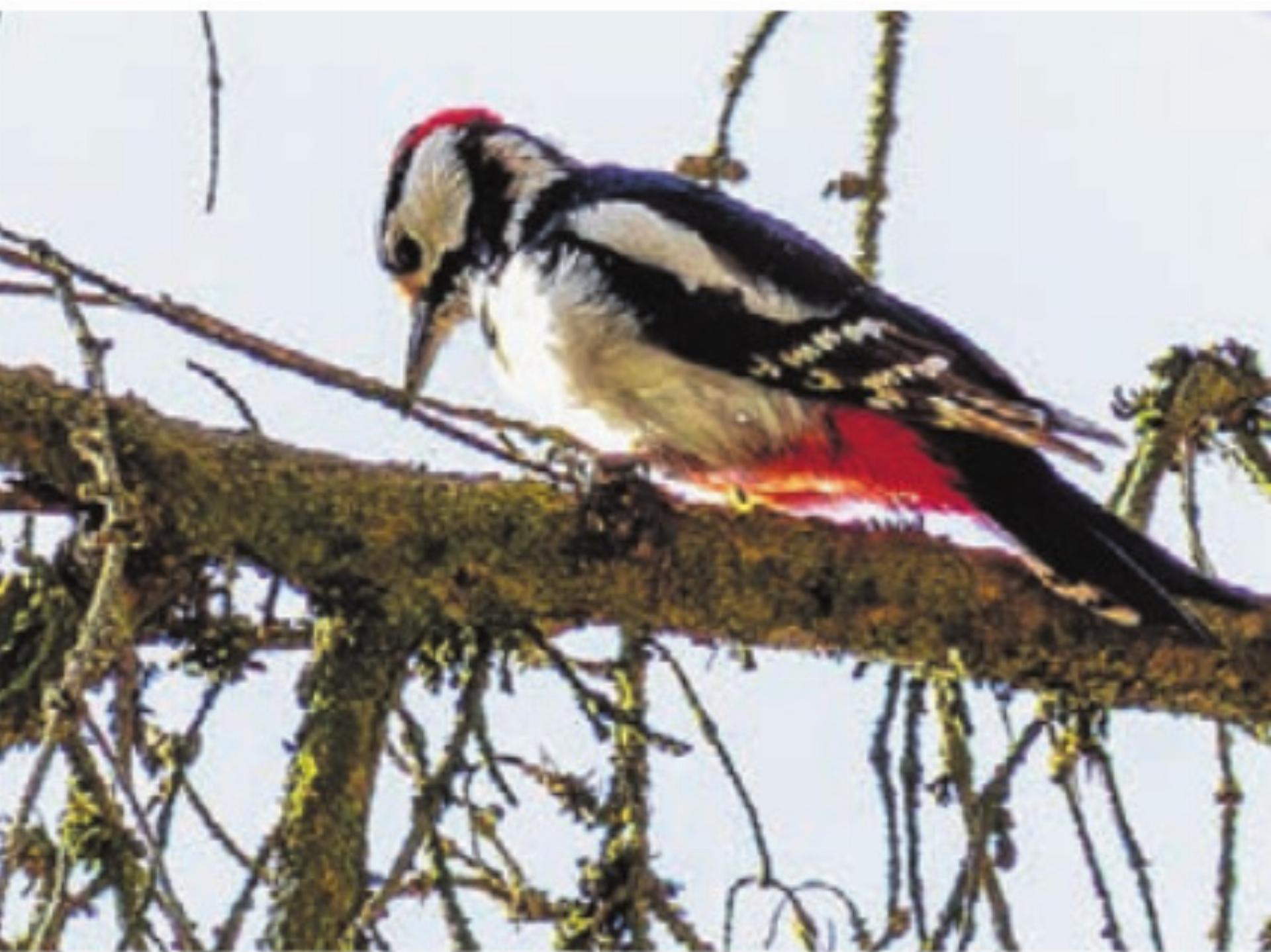 Spechte und andere Standvögel in unserer nahen Umgebung - Das Bild wird blockiert. – Möglicherweise durch einen aktiven Adblocker.