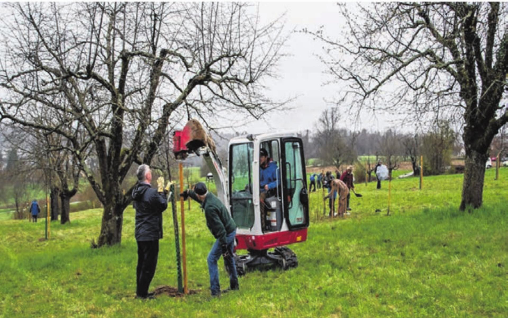 Neuer Hochstammobstgarten, ein Generationenprojekt - Das Bild wird blockiert. – Möglicherweise durch einen aktiven Adblocker.