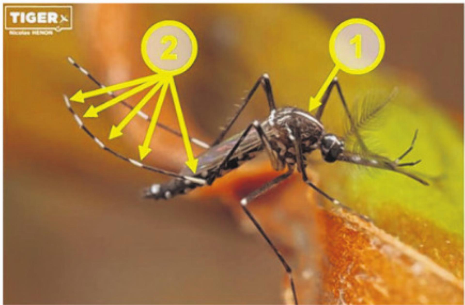 Tigermücke in Ettingen gesichtet - Das Bild wird blockiert. – Möglicherweise durch einen aktiven Adblocker.