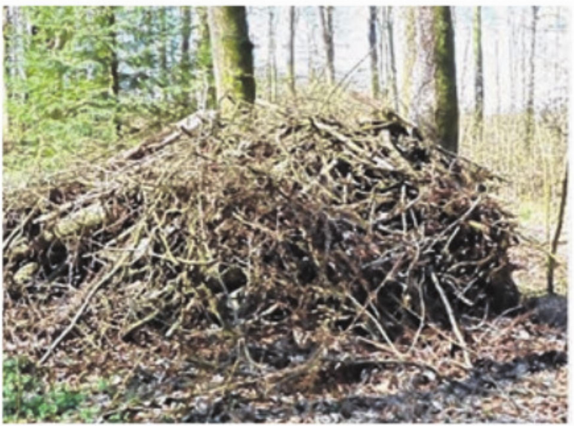 Einladung zum Waldpflegeta g am 28. März - Das Bild wird blockiert. – Möglicherweise durch einen aktiven Adblocker.