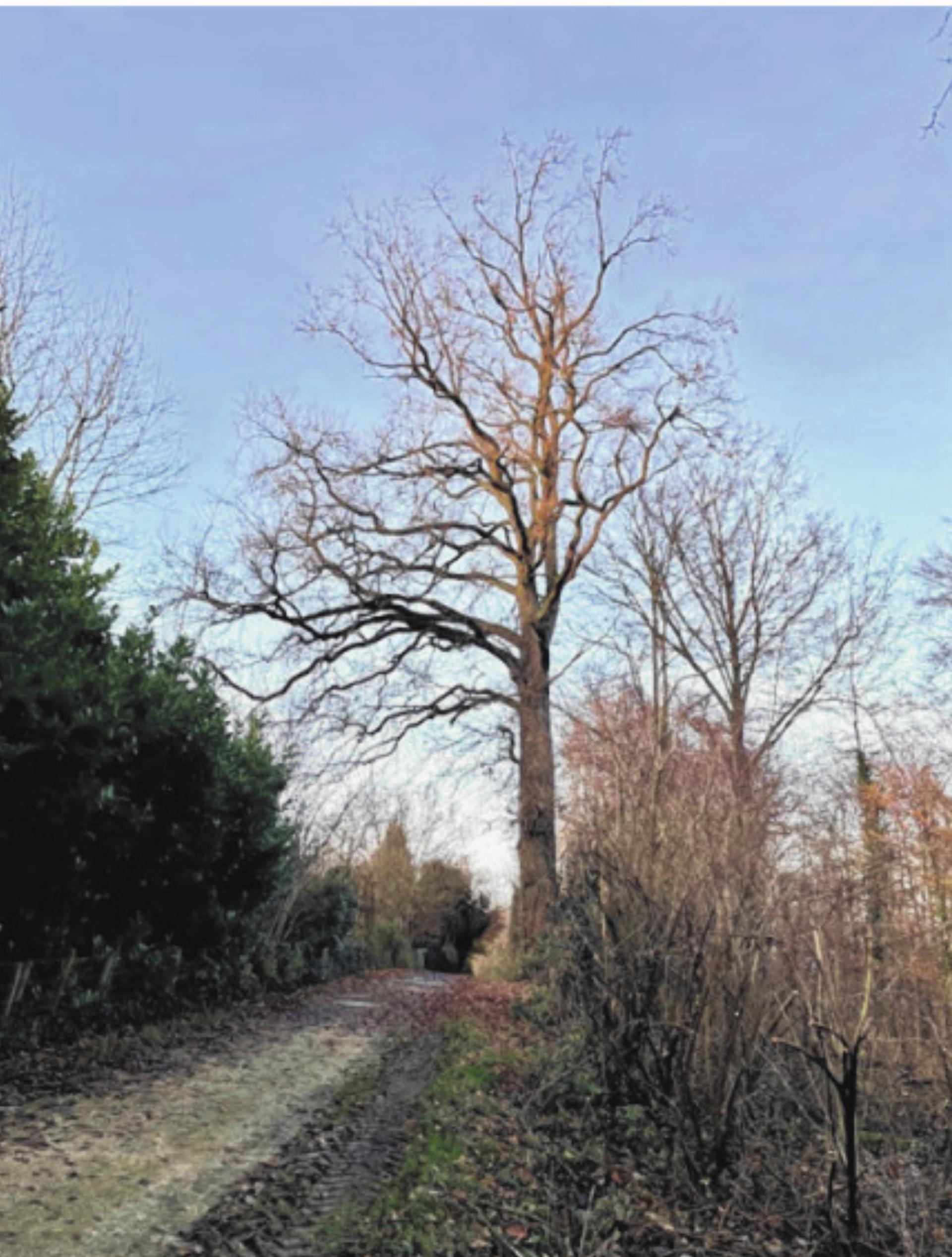 Die alte Eiche am Fuchshag muss gefällt werden - Das Bild wird blockiert. – Möglicherweise durch einen aktiven Adblocker.