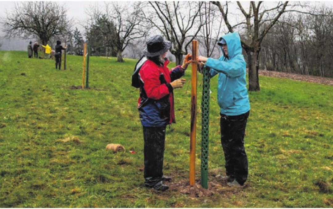 Jeder gepflanzte Obstbaum wird mit Frassschutz und Haltepfahl gesichert. Fotos: A. Rosskopf Jeder gepflanzte Obstbaum wird mit Frassschutz und Haltepfahl gesichert. Fotos: A. Rosskopf