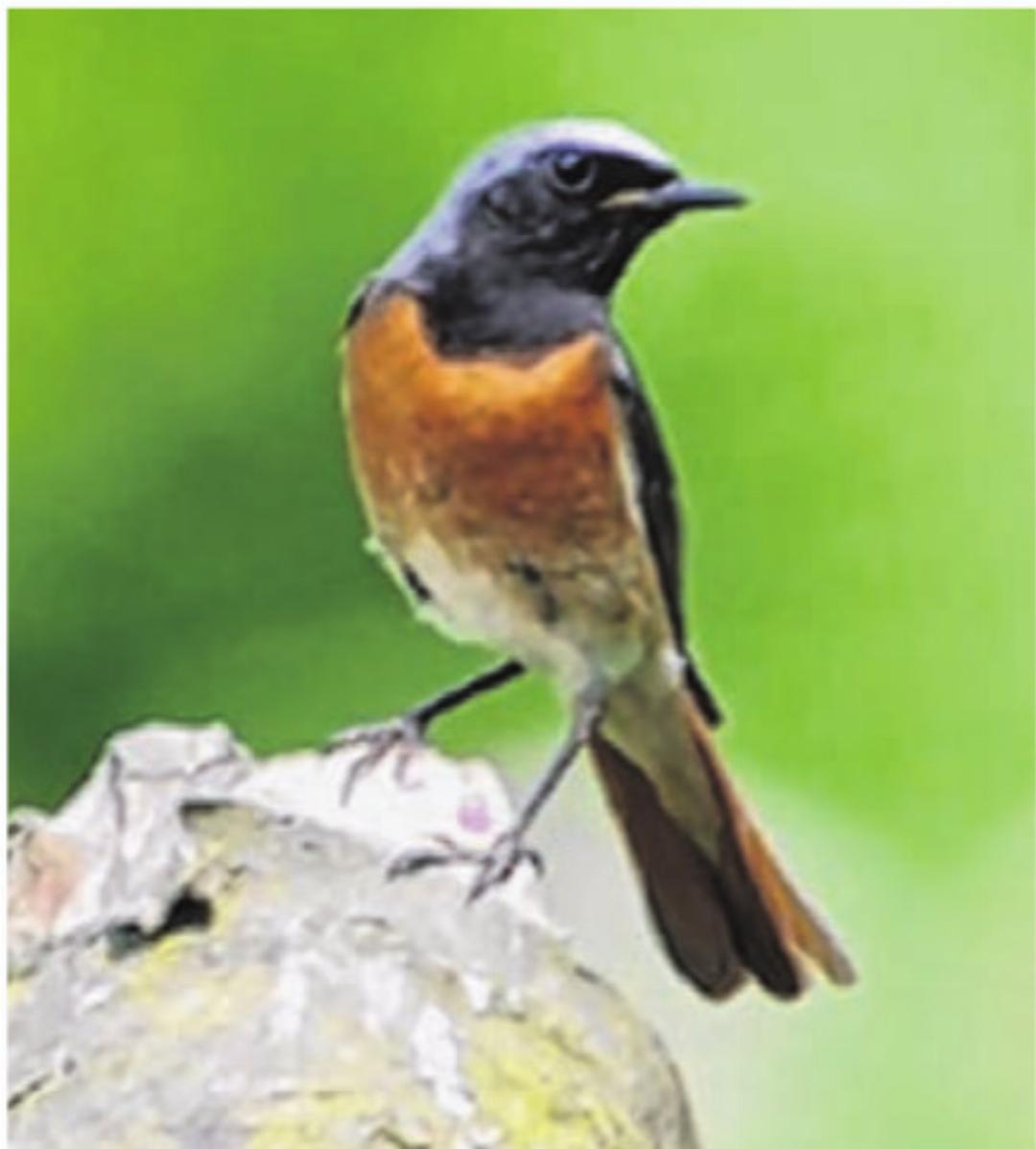 Lebensraum Obstgarten: Gartenrotschwanz Foto: H.R. Weiss Lebensraum Obstgarten: Gartenrotschwanz Foto: H.R. Weiss