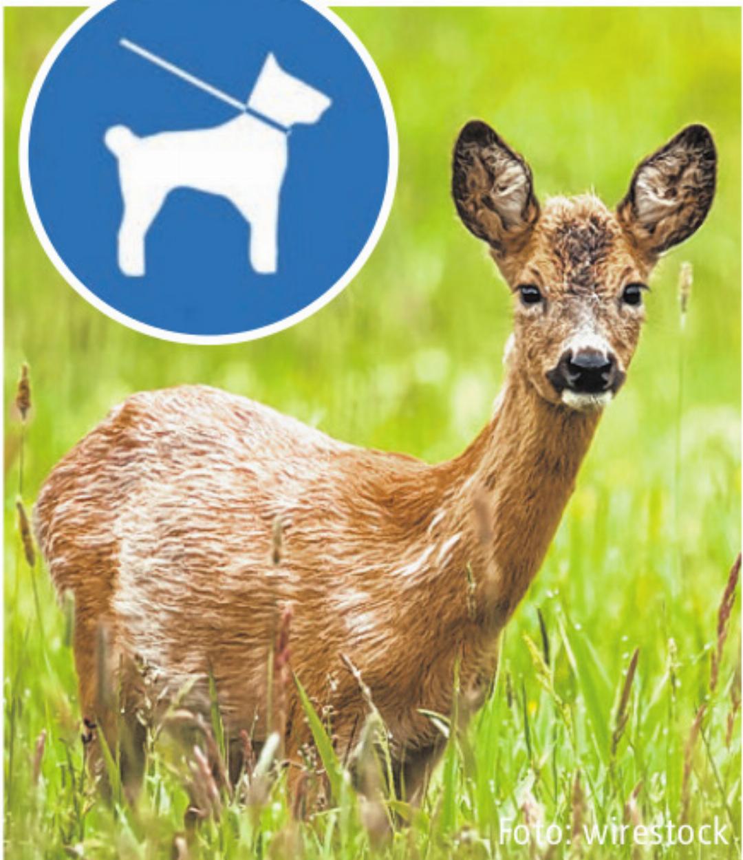 Foto: wirestock Foto: wirestock